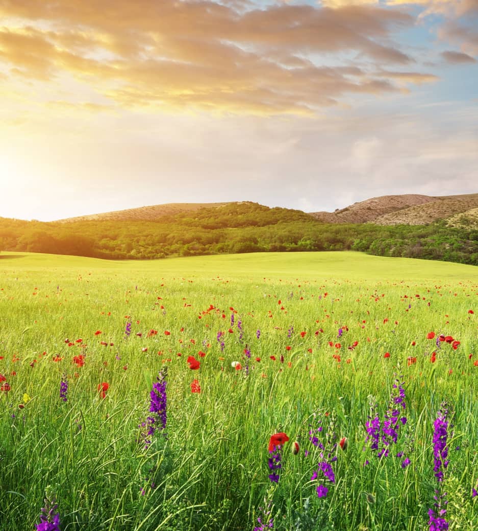 This image features an expansive green field with wildflowers and mountians in the background and a glowing sun above