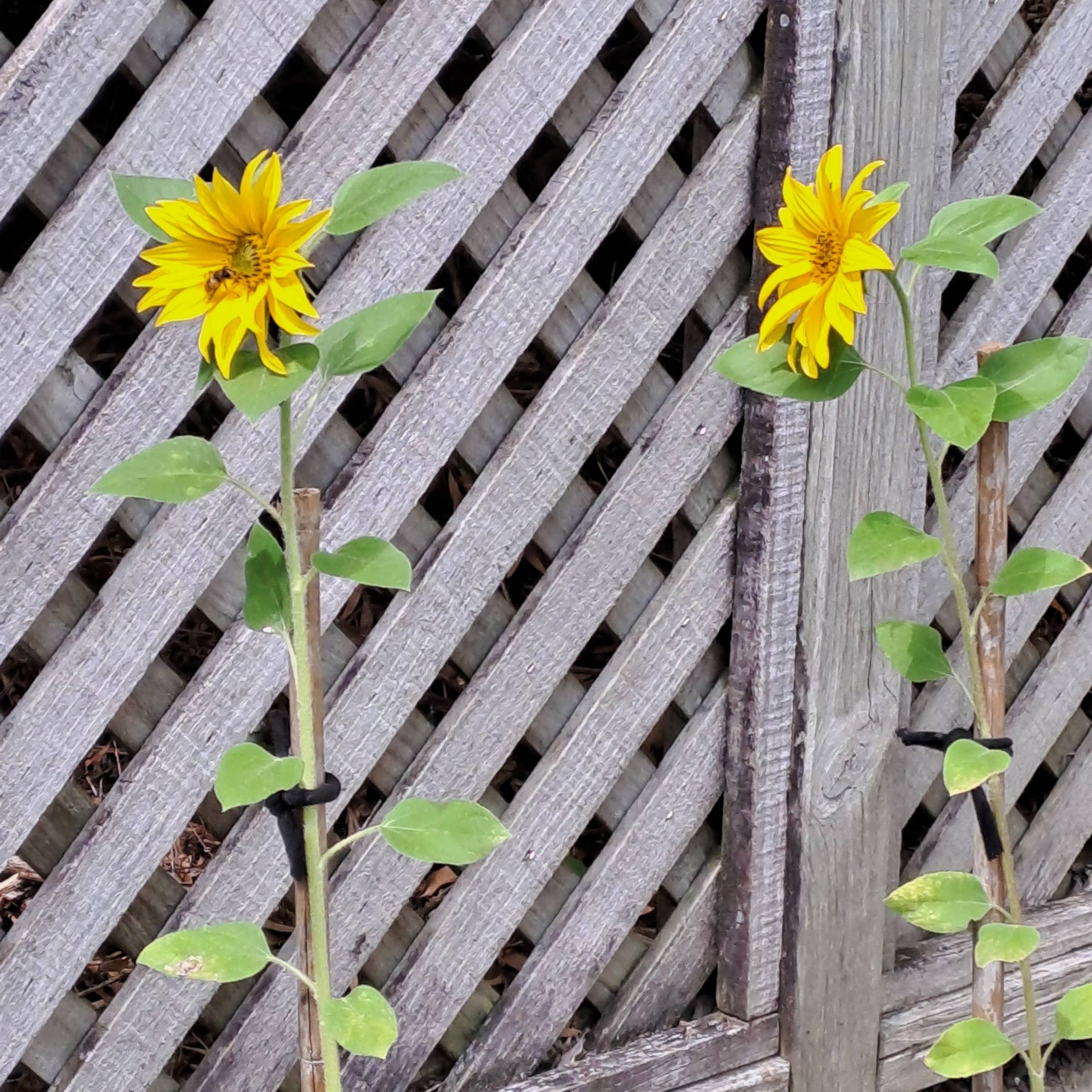 Beautiful sunflowers facing the morning sun