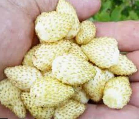 White Alpine Strawberries