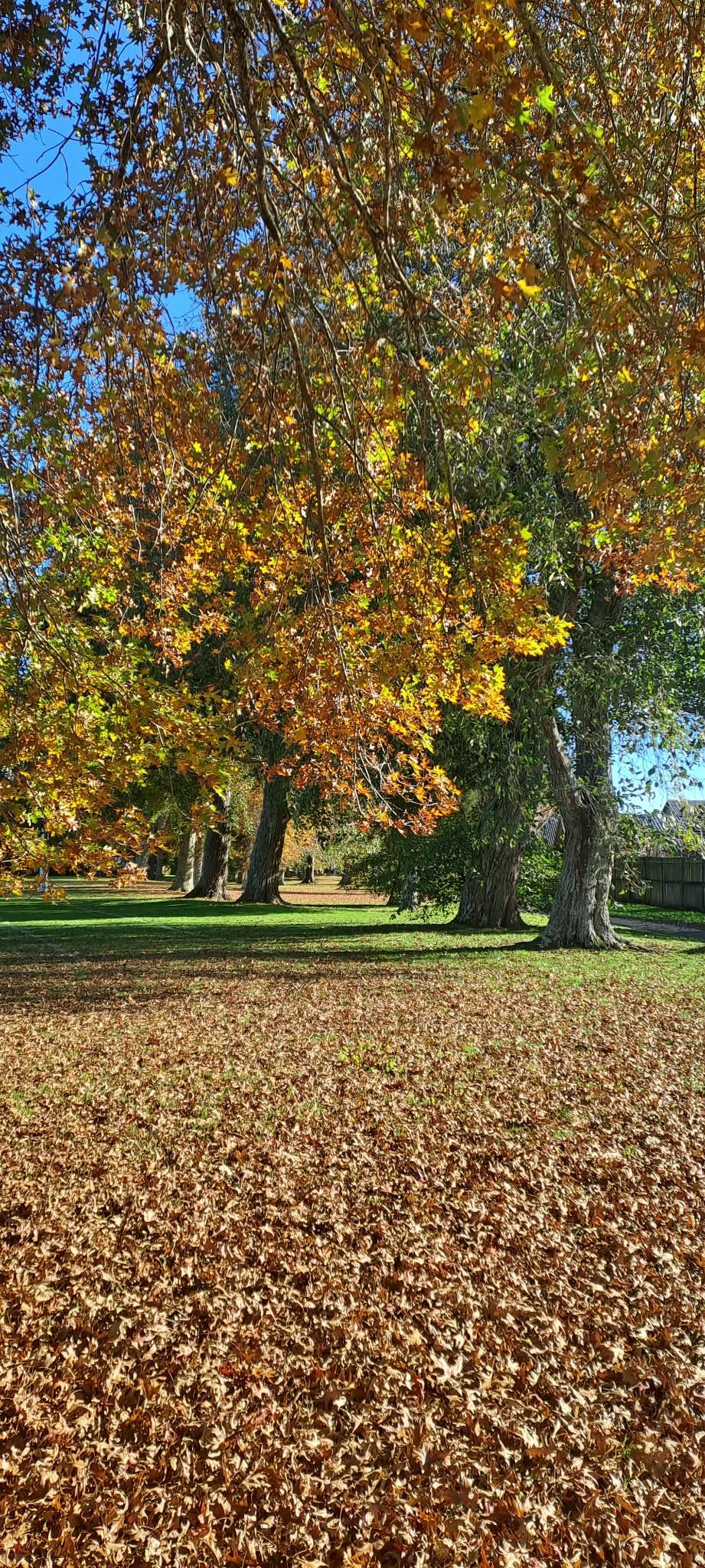 Autumn in Endeavour Park