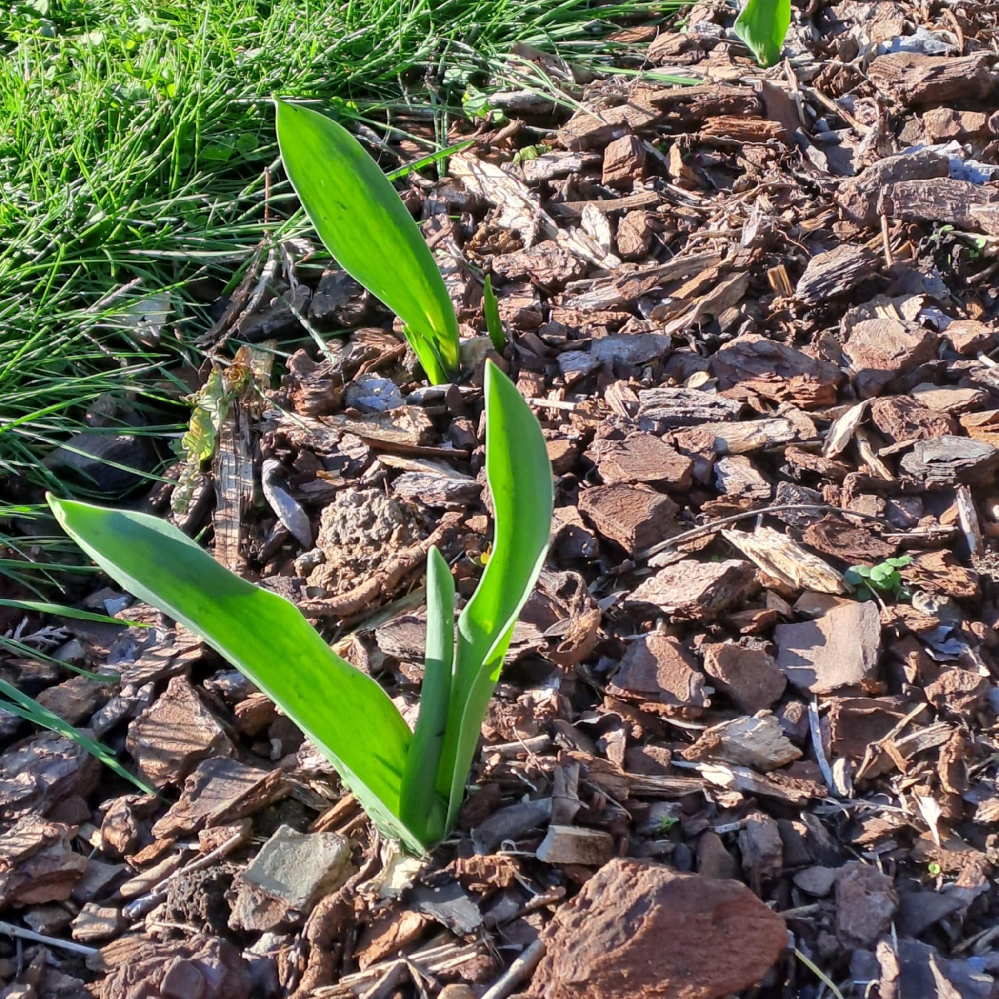 Tulips pushing into the winter sunlight