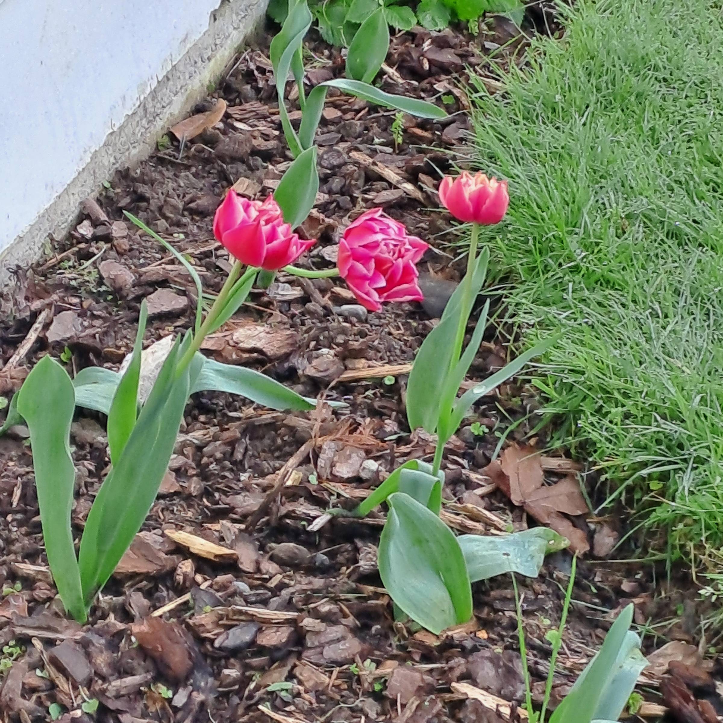 Tulips in winter - symbol of hope