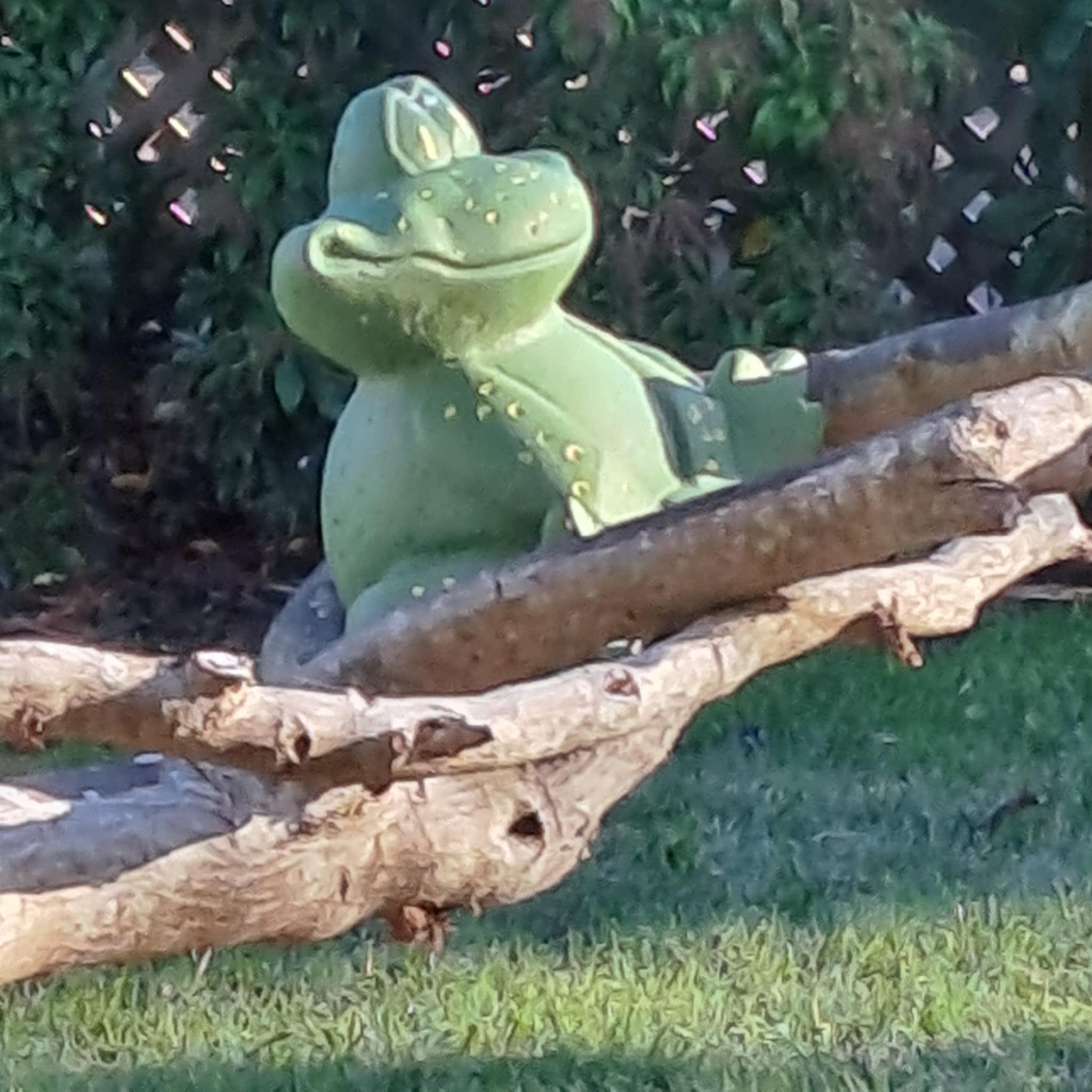 A frog smiles as he greets the sun