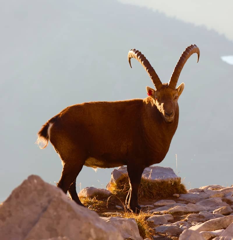 Brown ibex with large curved horns on rocky mountain.