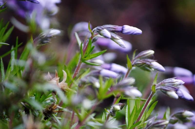 a close up of a bunch of purple flowers