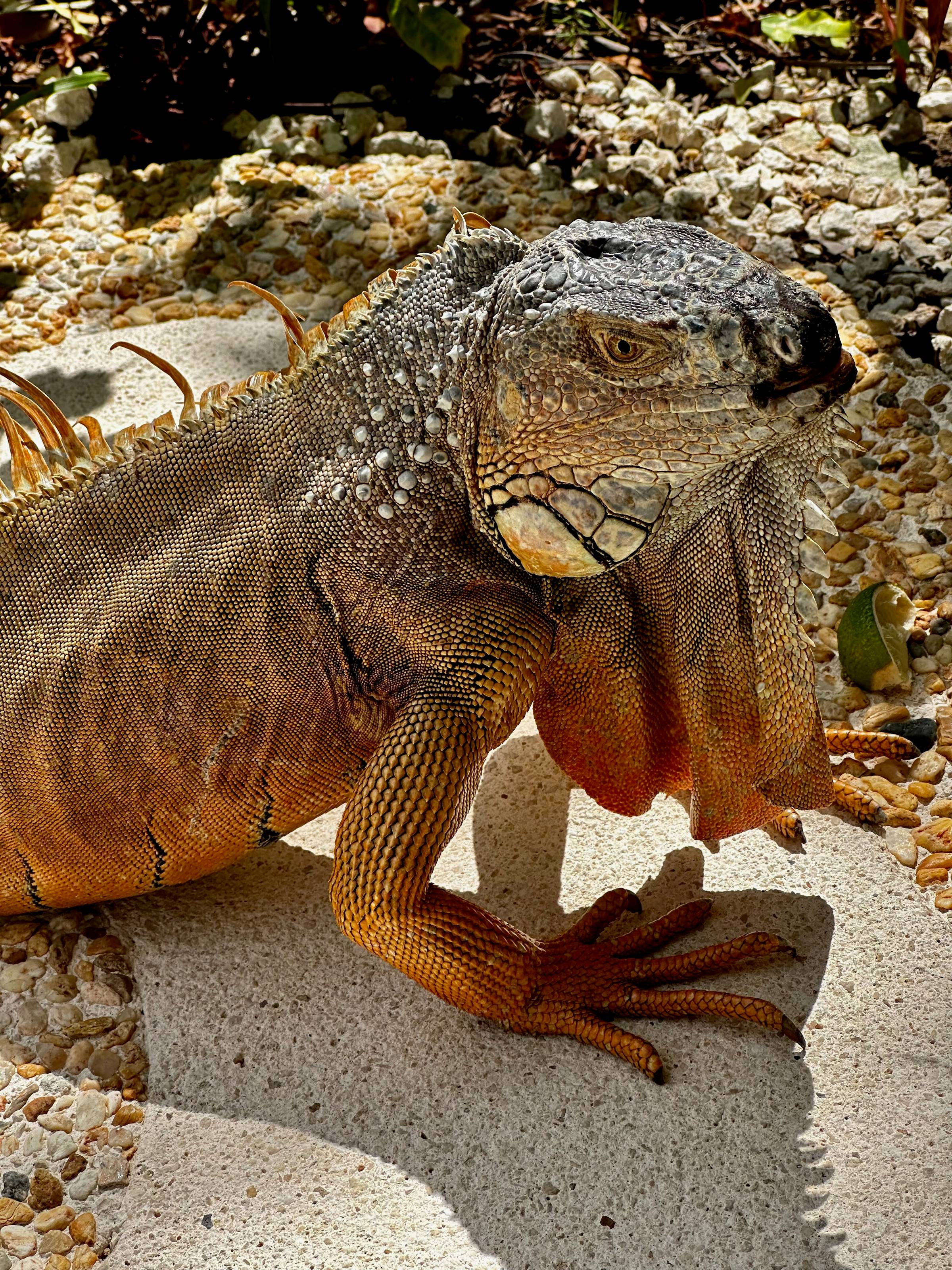 photo of an iguana