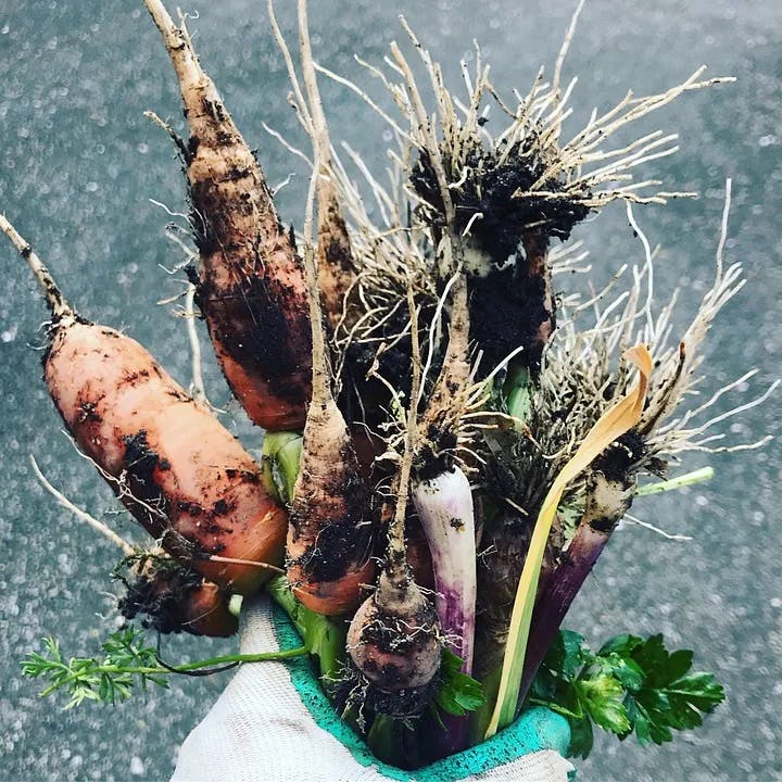 A bunch of dirty carrots