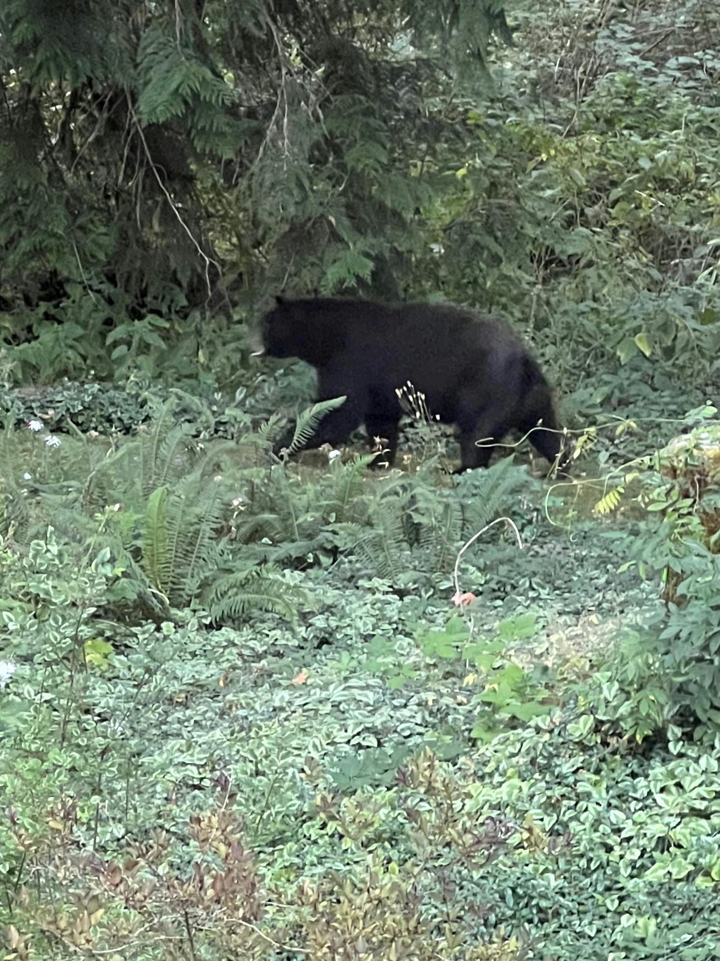 Photo of a large male black bear.