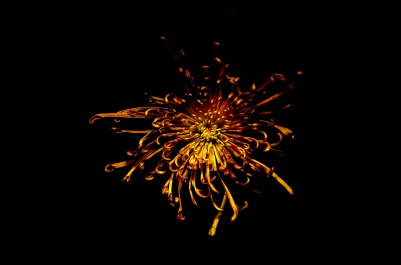 A flower that is on a black background