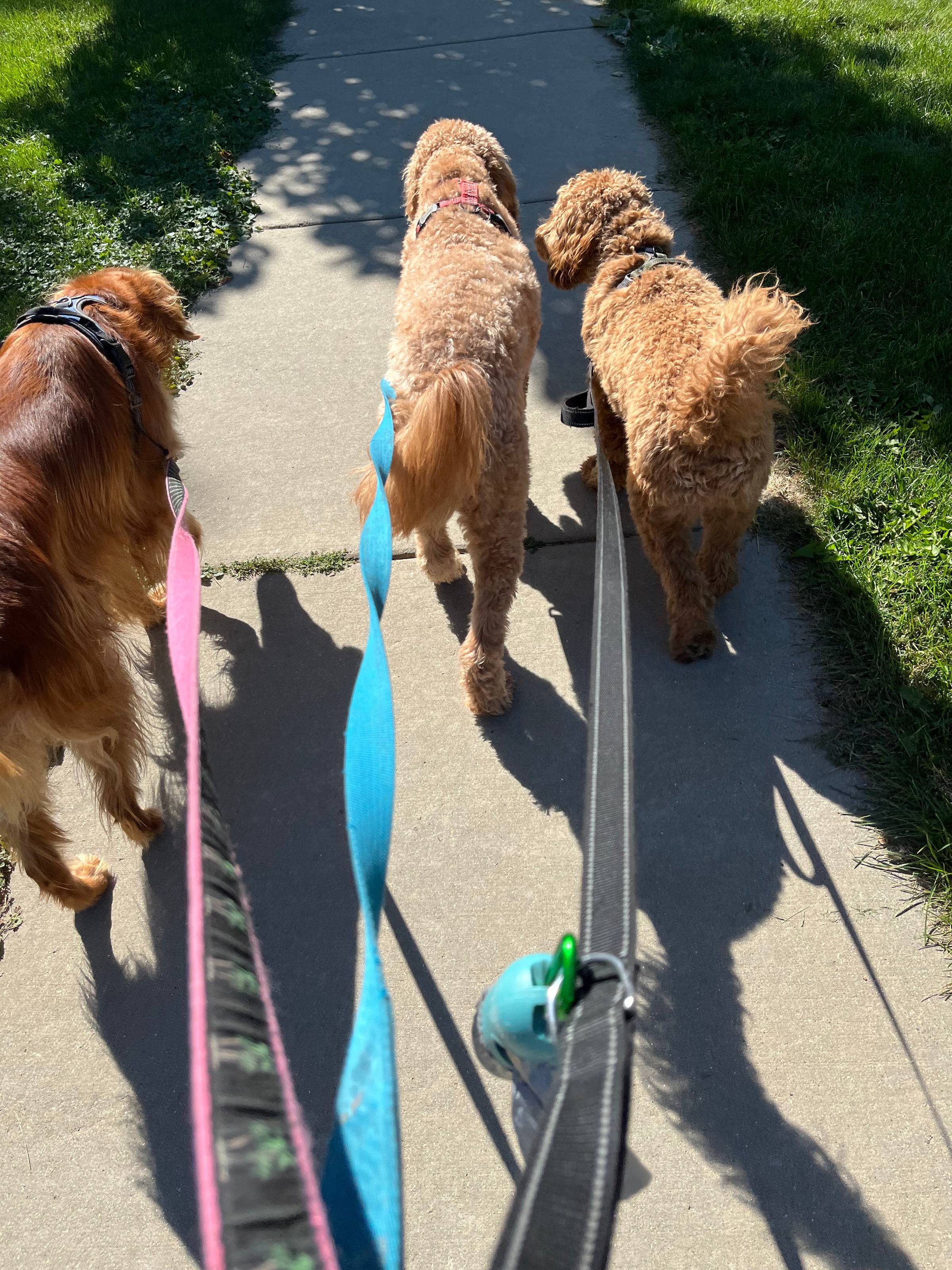 3 dogs walking on a sidewalk