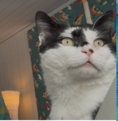 Tuxedo cat photobombs the Sippizine poetry reading