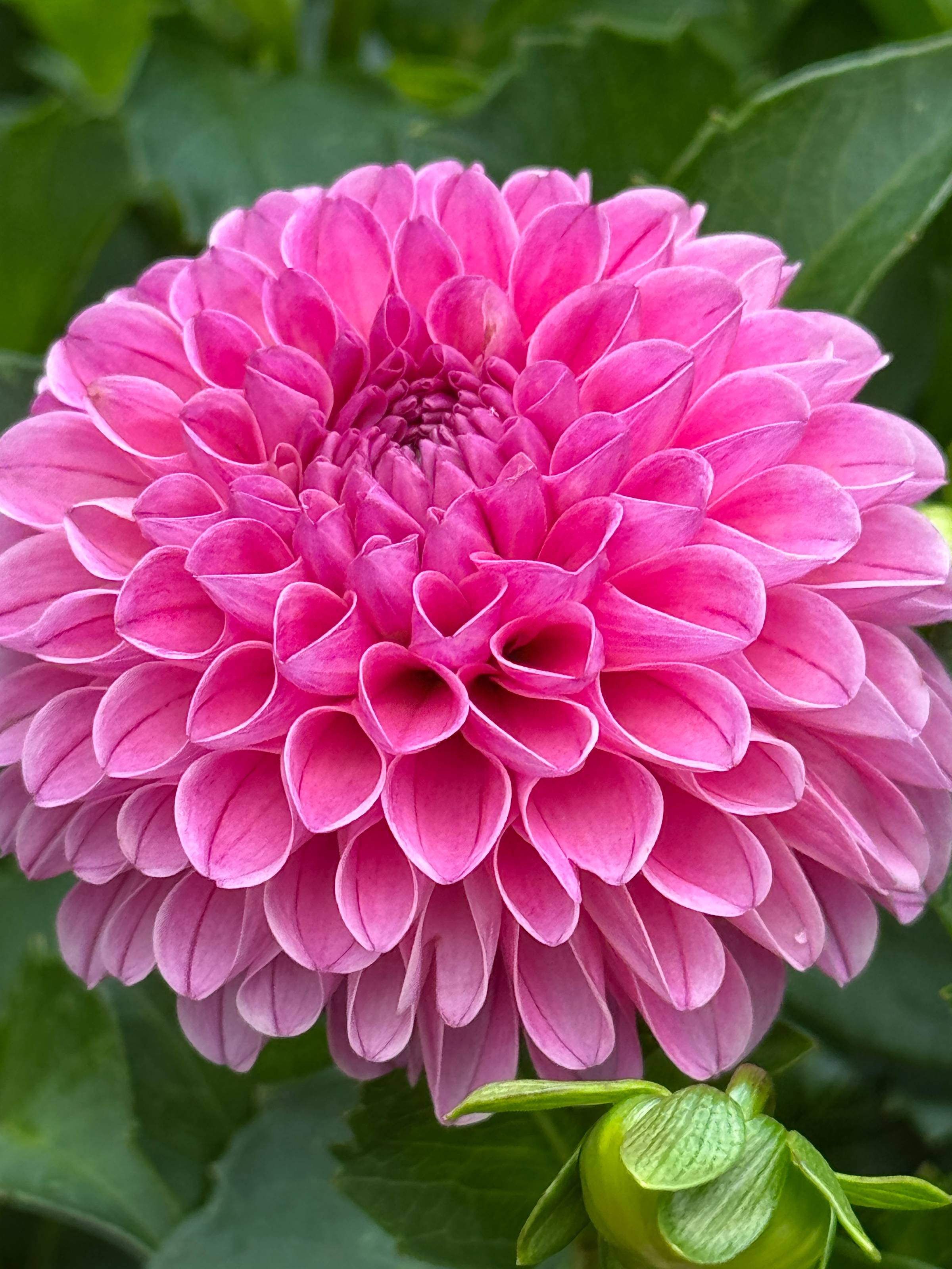 A closeup of a flower