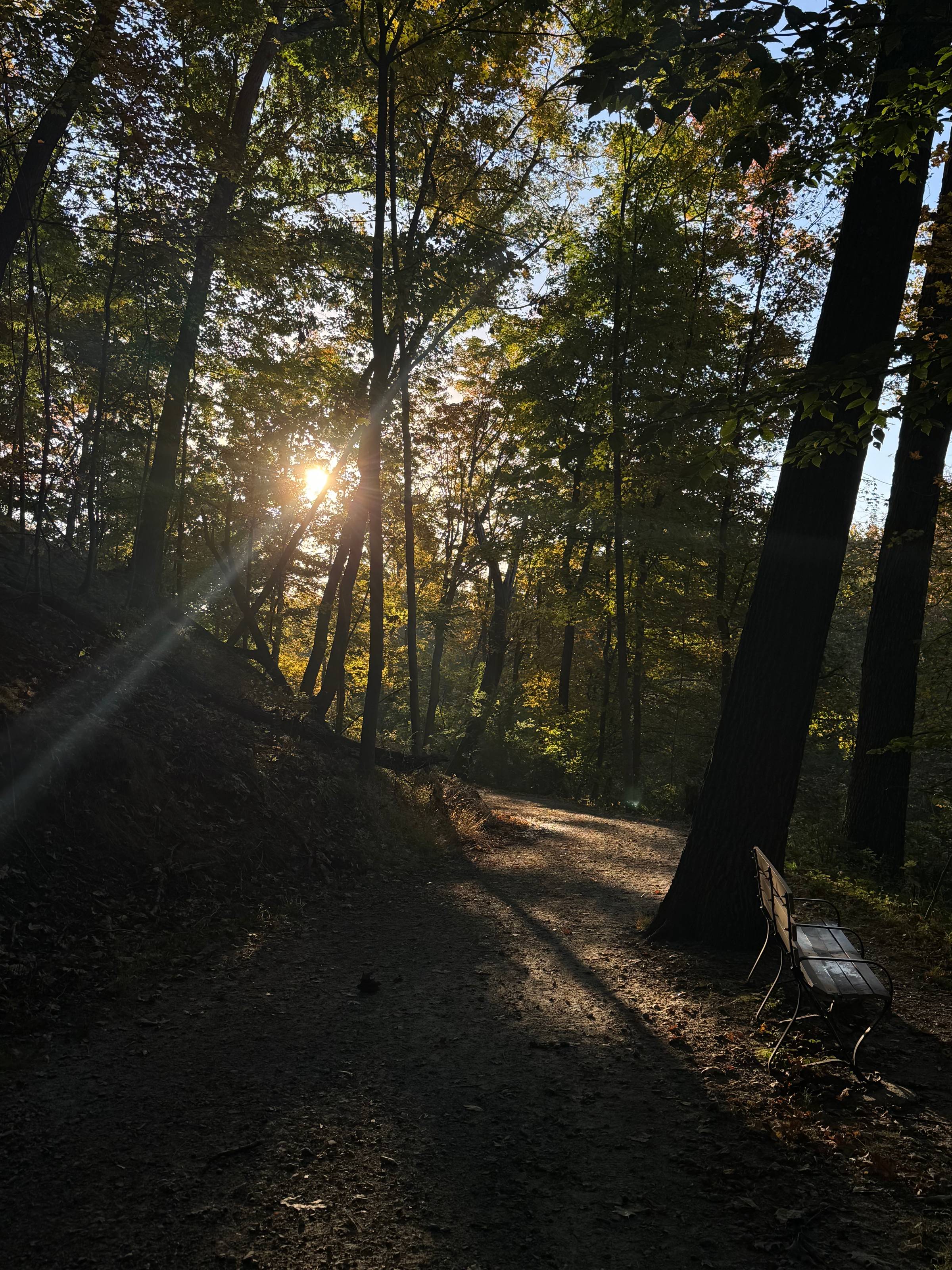 Still some green in the forest