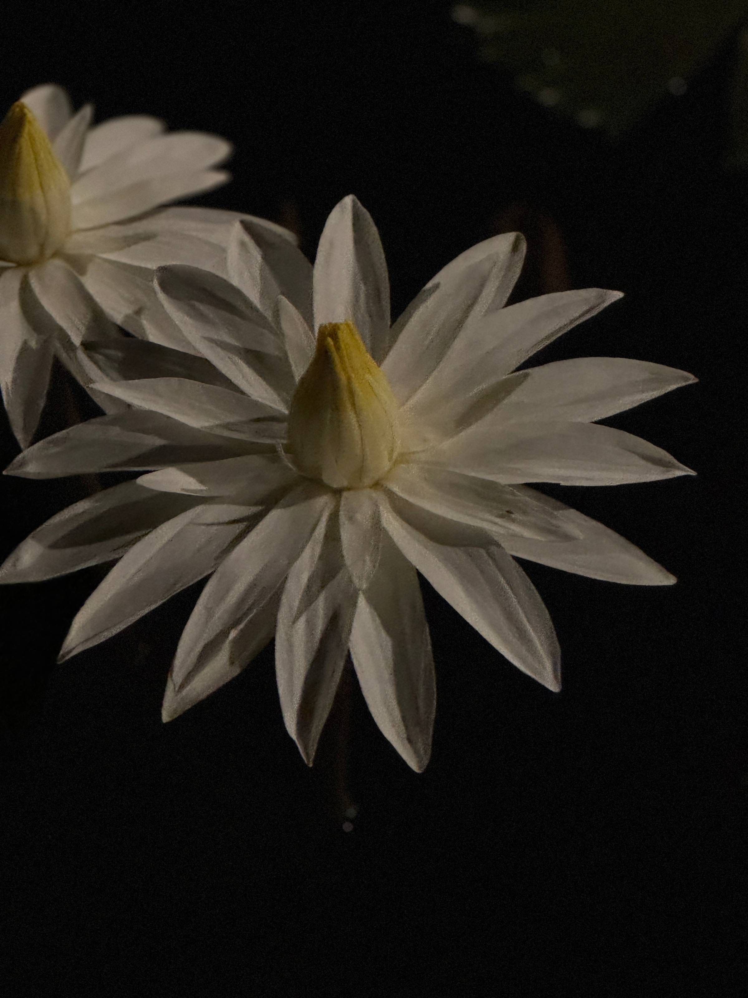 A night blooming water lily. 