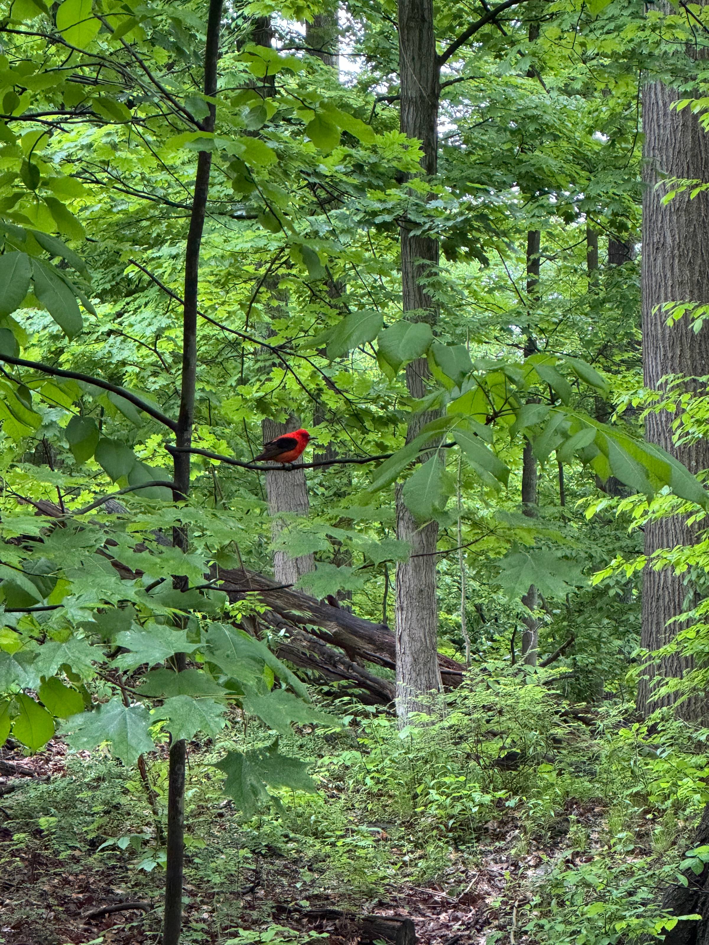 A bird in a treee