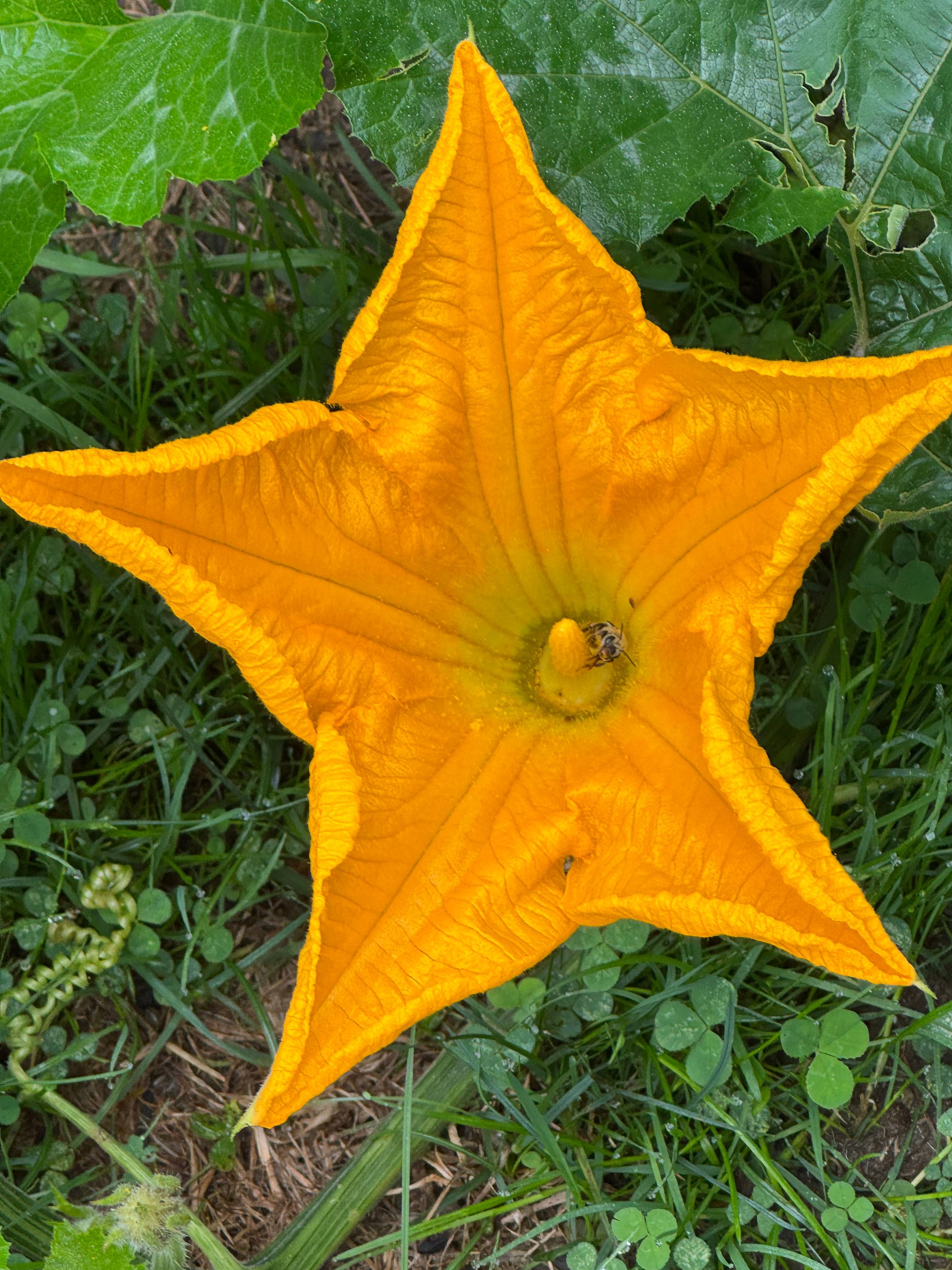 A flower 