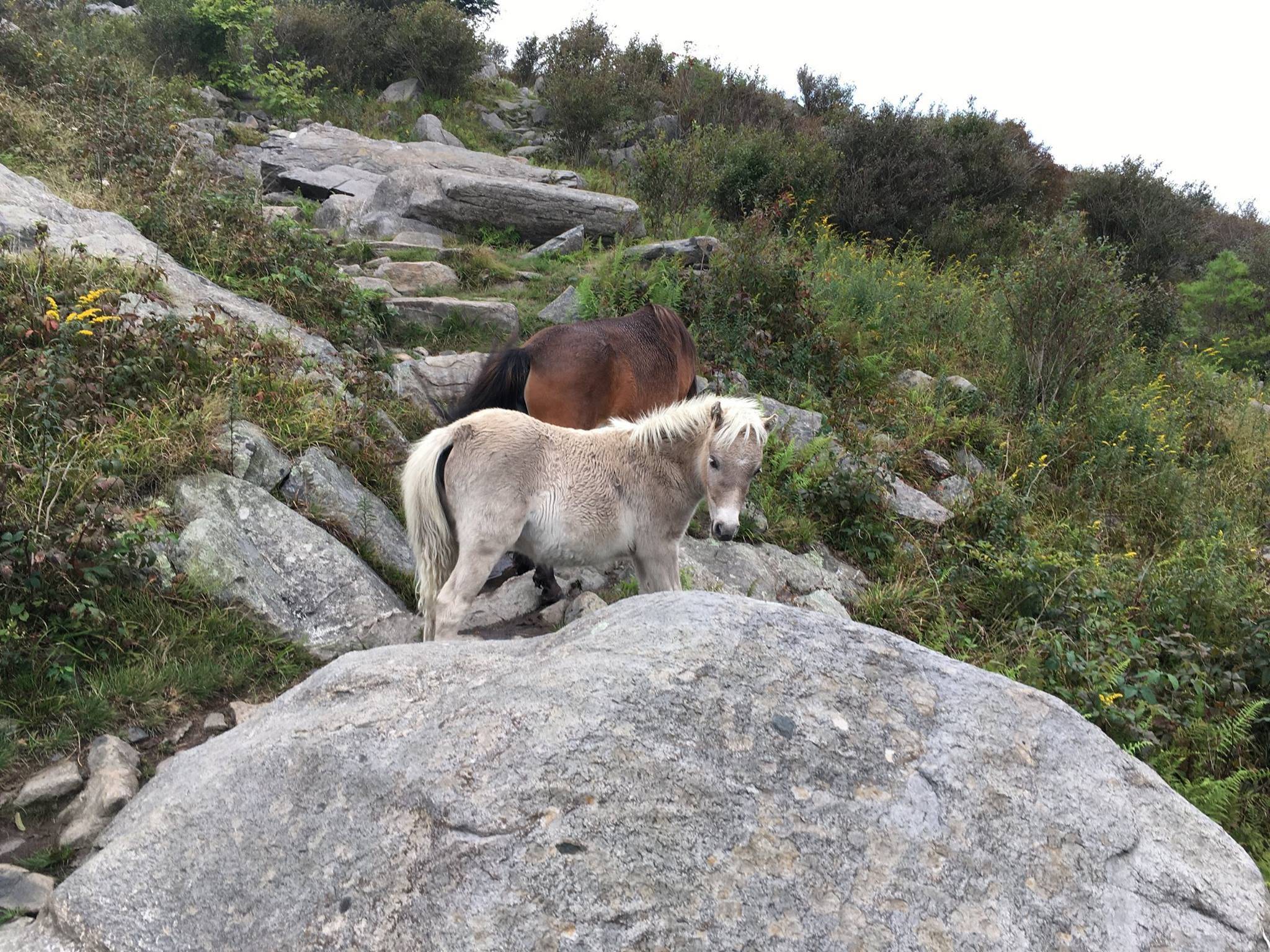 Wild ponies blocking what is the Appalachian Trail in the eastern US