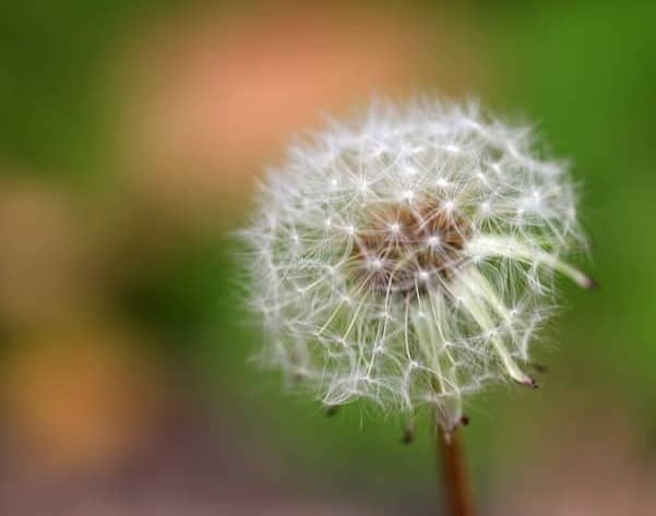 Close-up of a dandelion seed head with blurred background