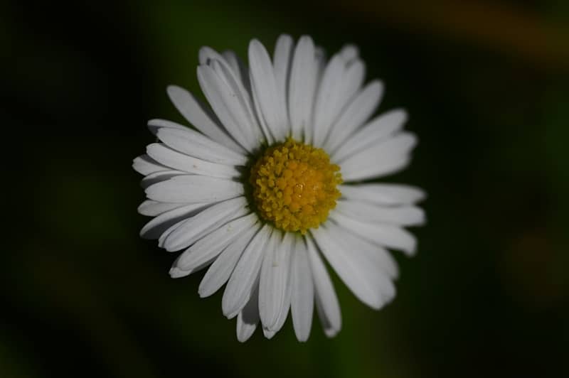 A single white daisy with a yellow center.