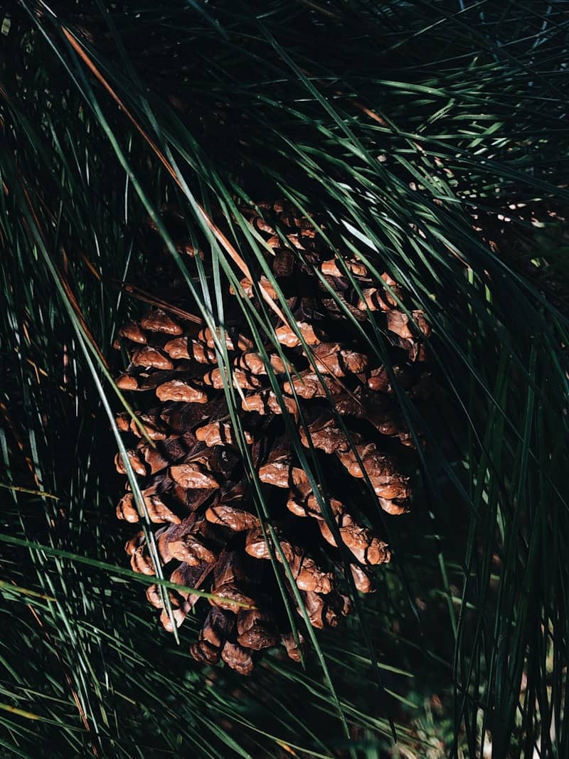 Pine cone nestled among green pine needles