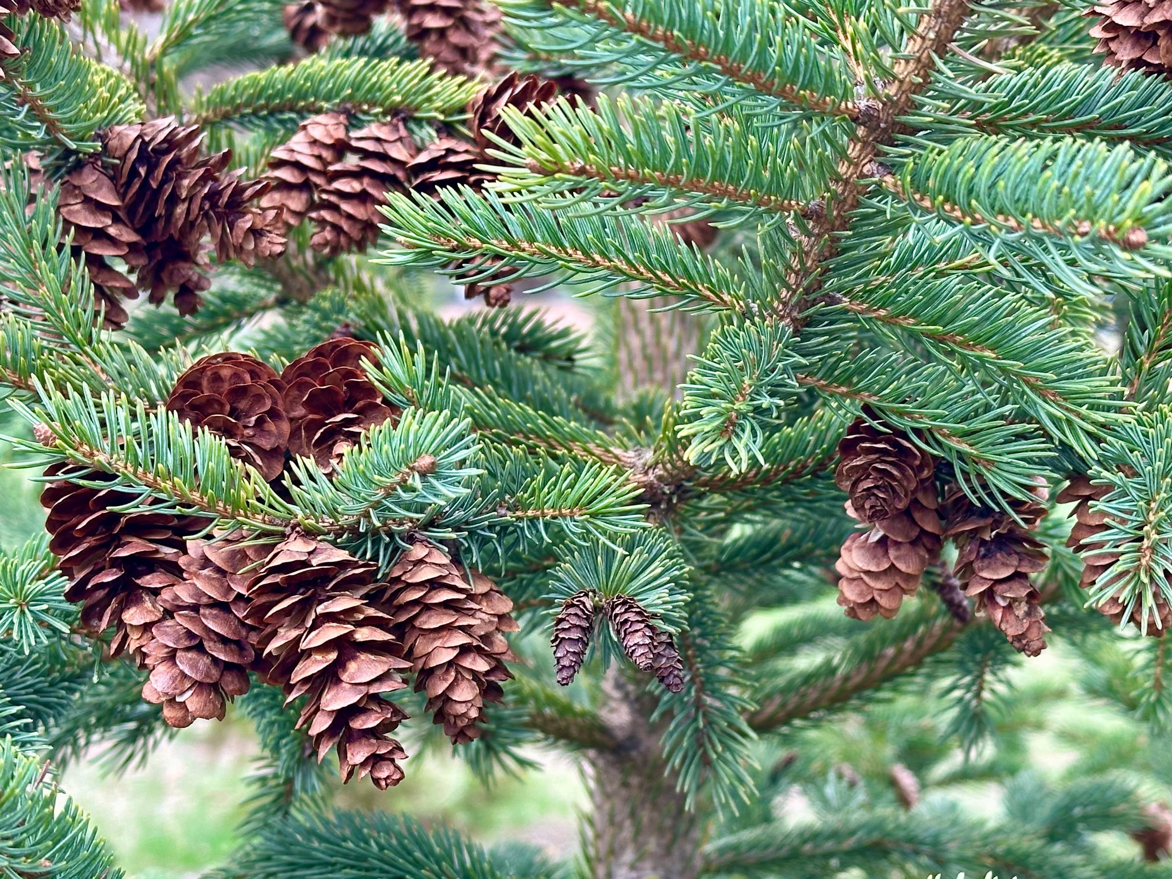 pine cones on branch