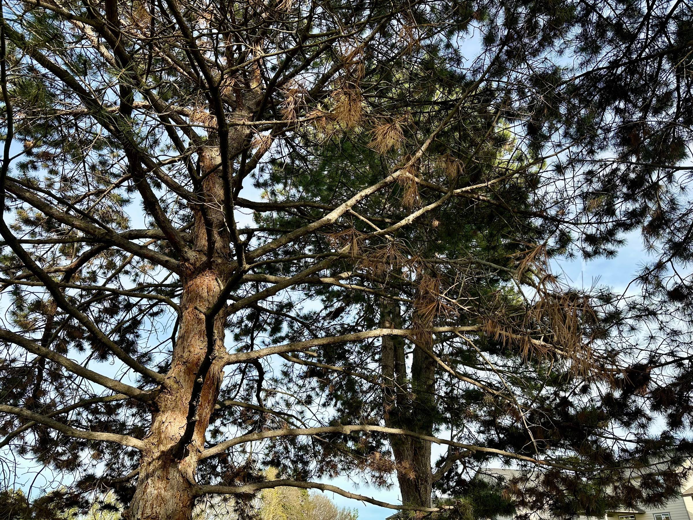 pine trees overhead