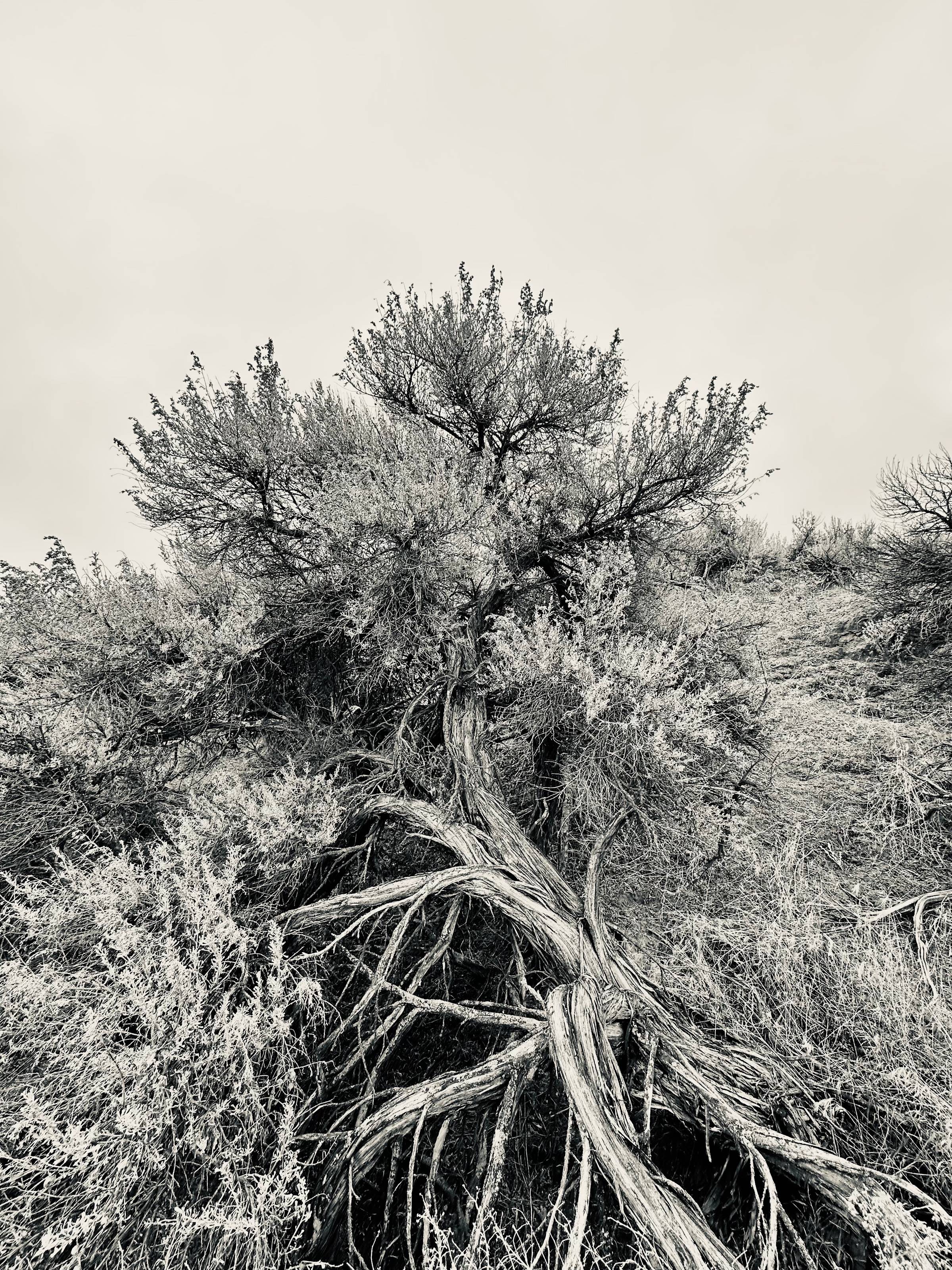 sagebrush portrait