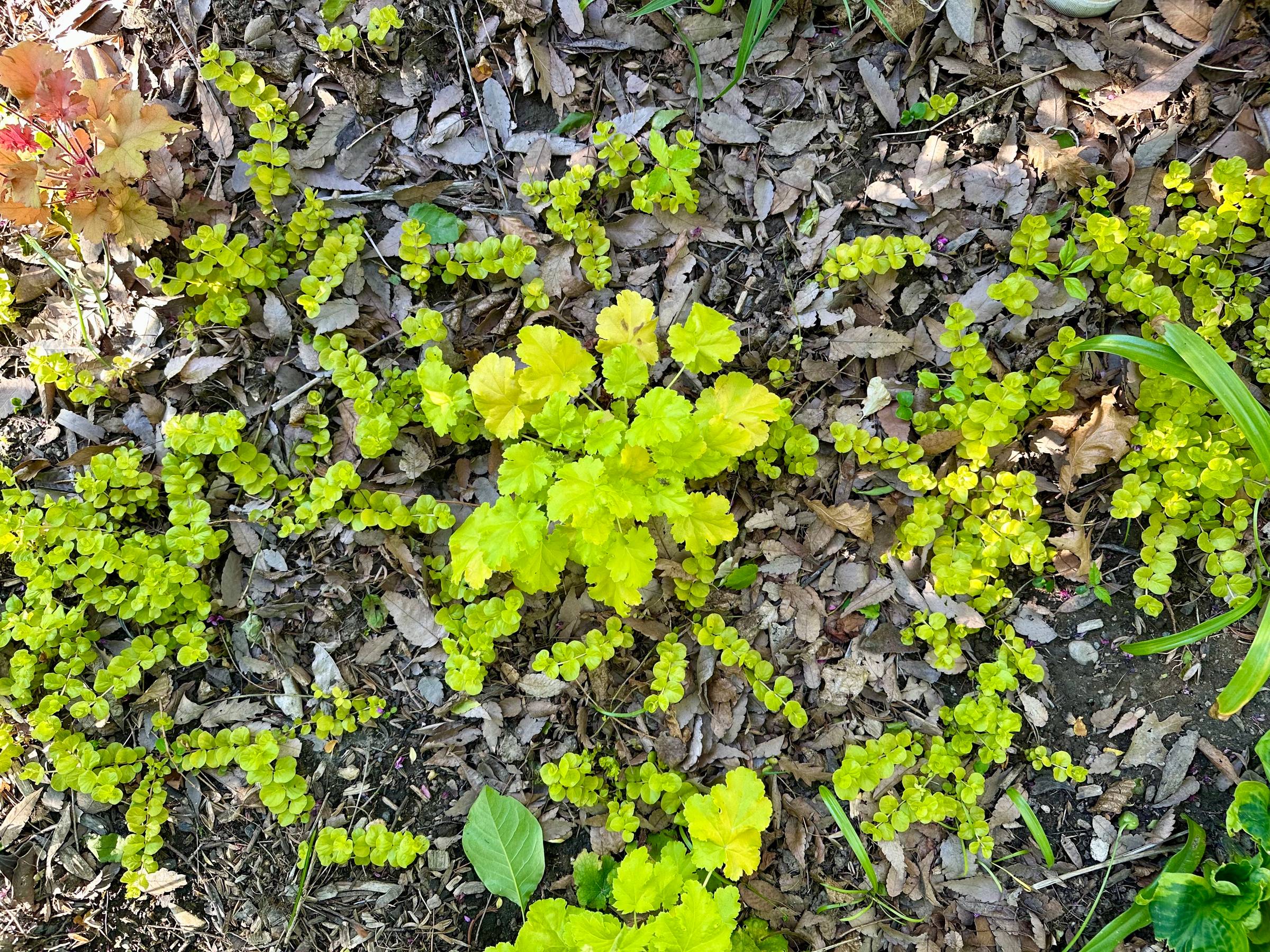 bright green ground cover over dry leaves
