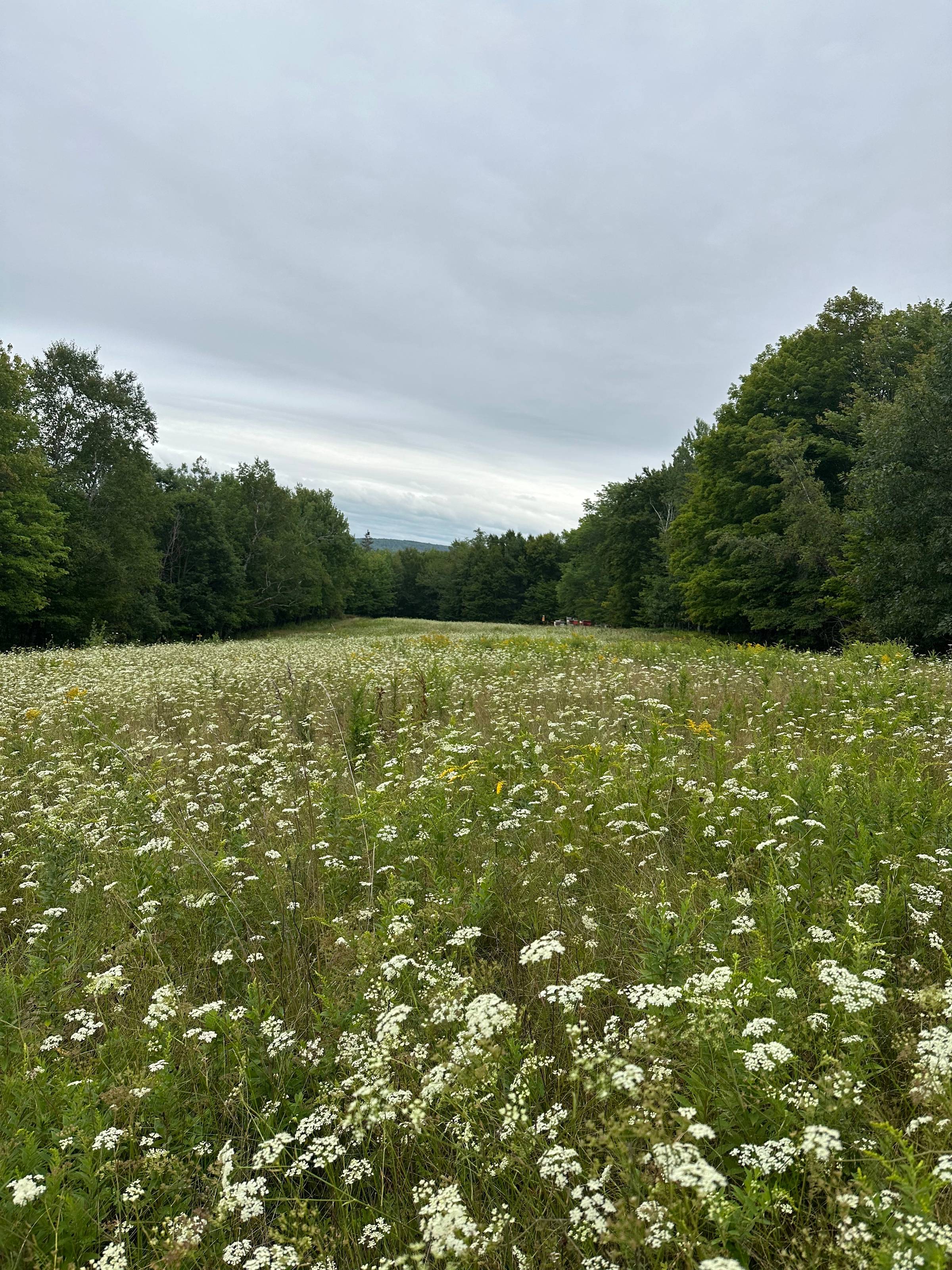 meadow between woods