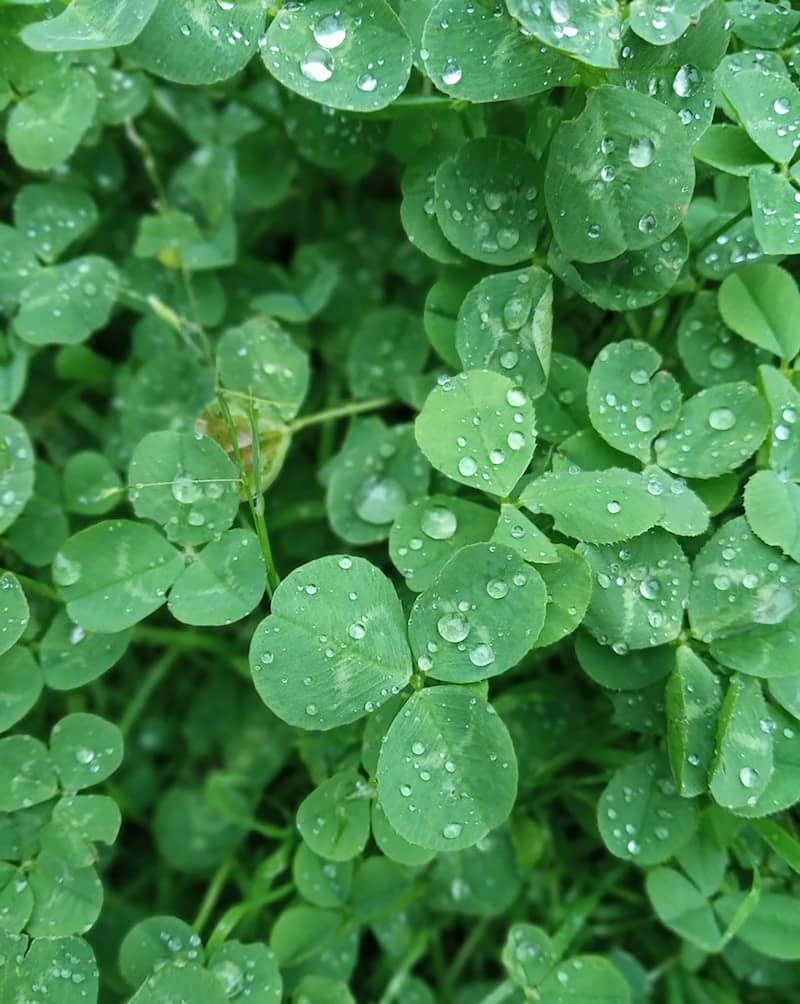 A bunch of green leaves with water droplets on them