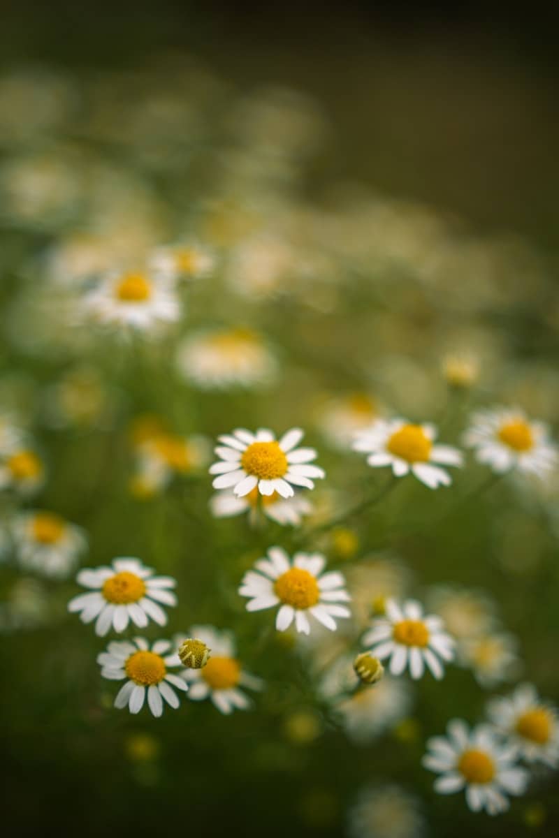 Beautiful daisies bloom in a field of green.