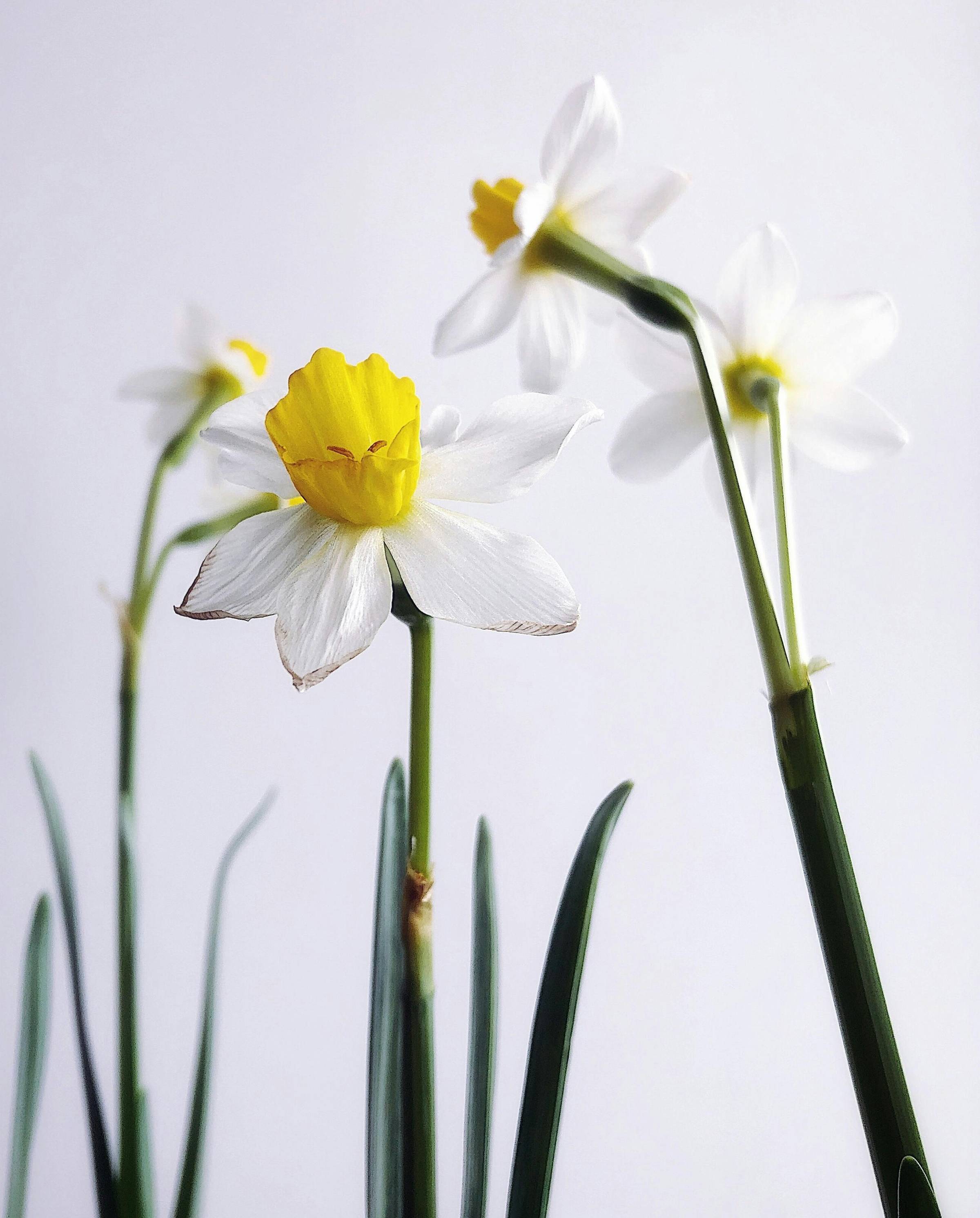 Close up of daffodil flowers. Image courtesy Ekaterina Nekhai 