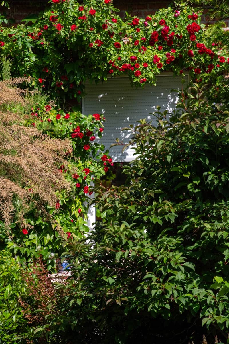 Red roses bloom profusely around a white window.