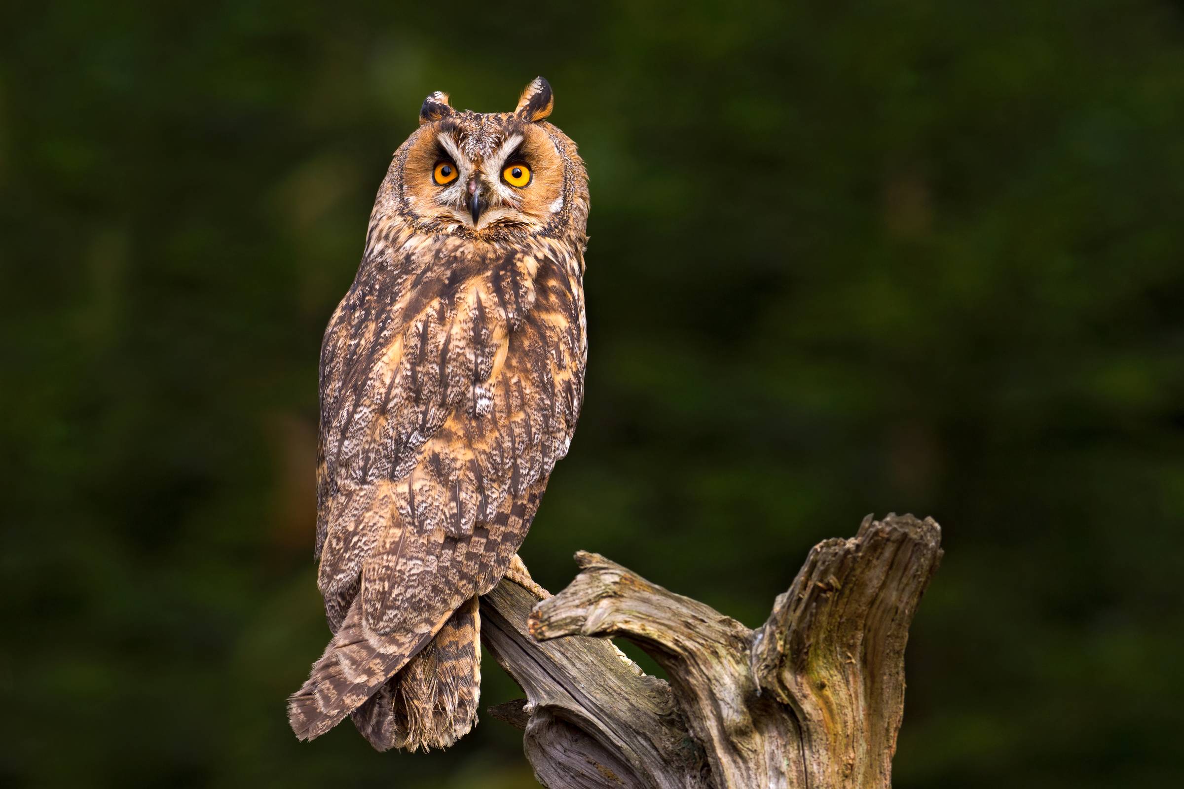 Barred Owl on a log at sunset