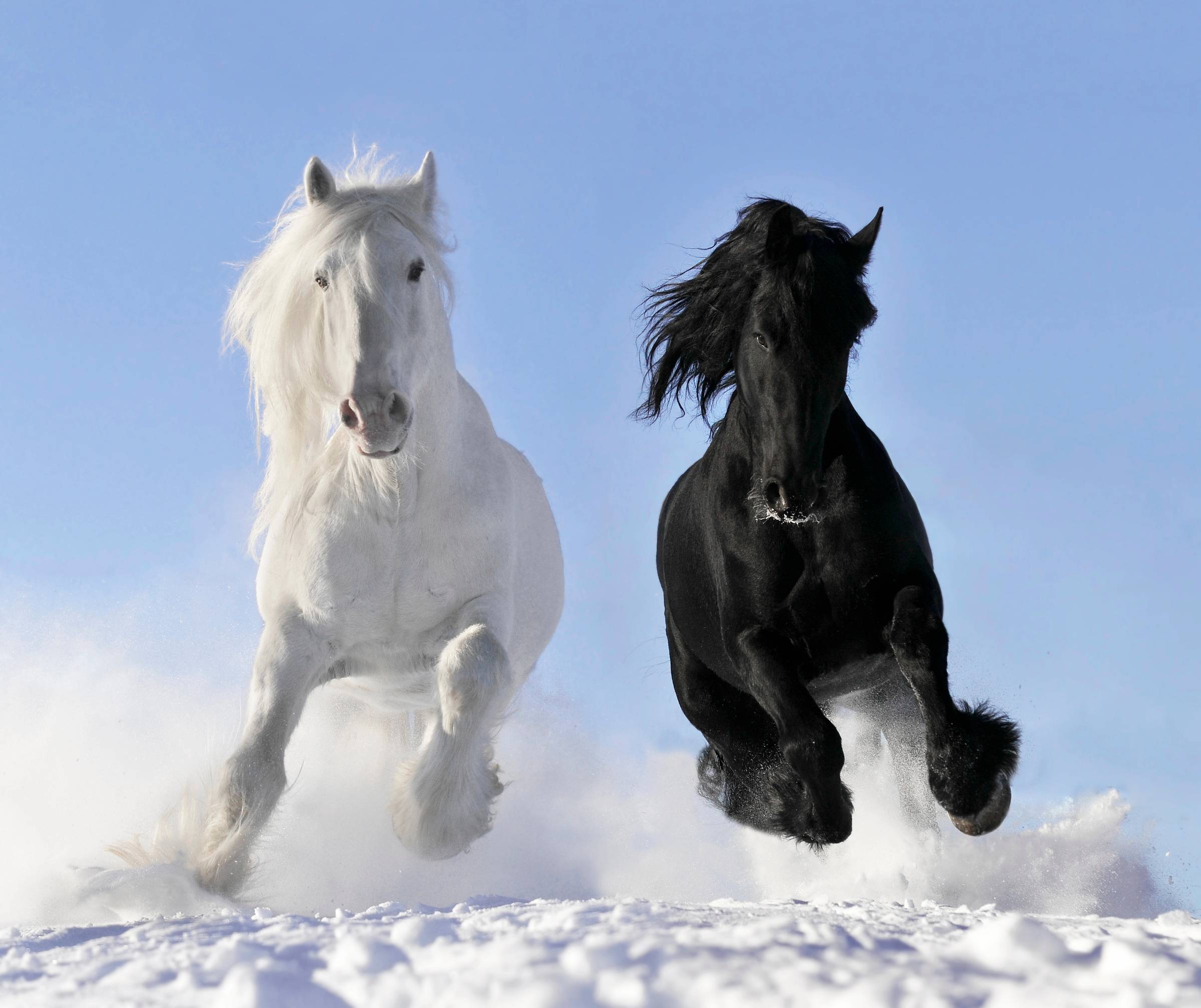 Wild horse running through the sand