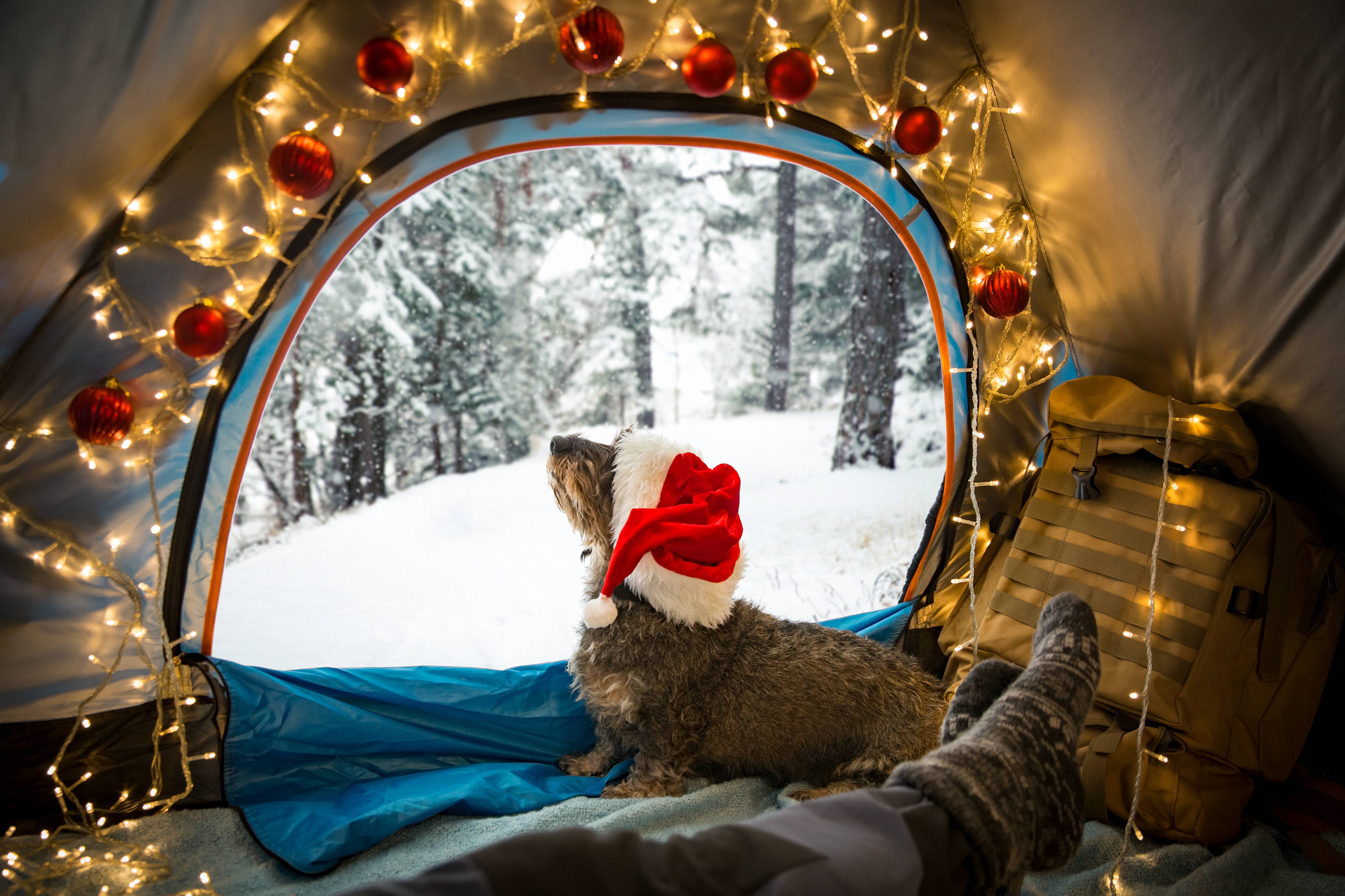 A dog enjoying the holiday in a tent