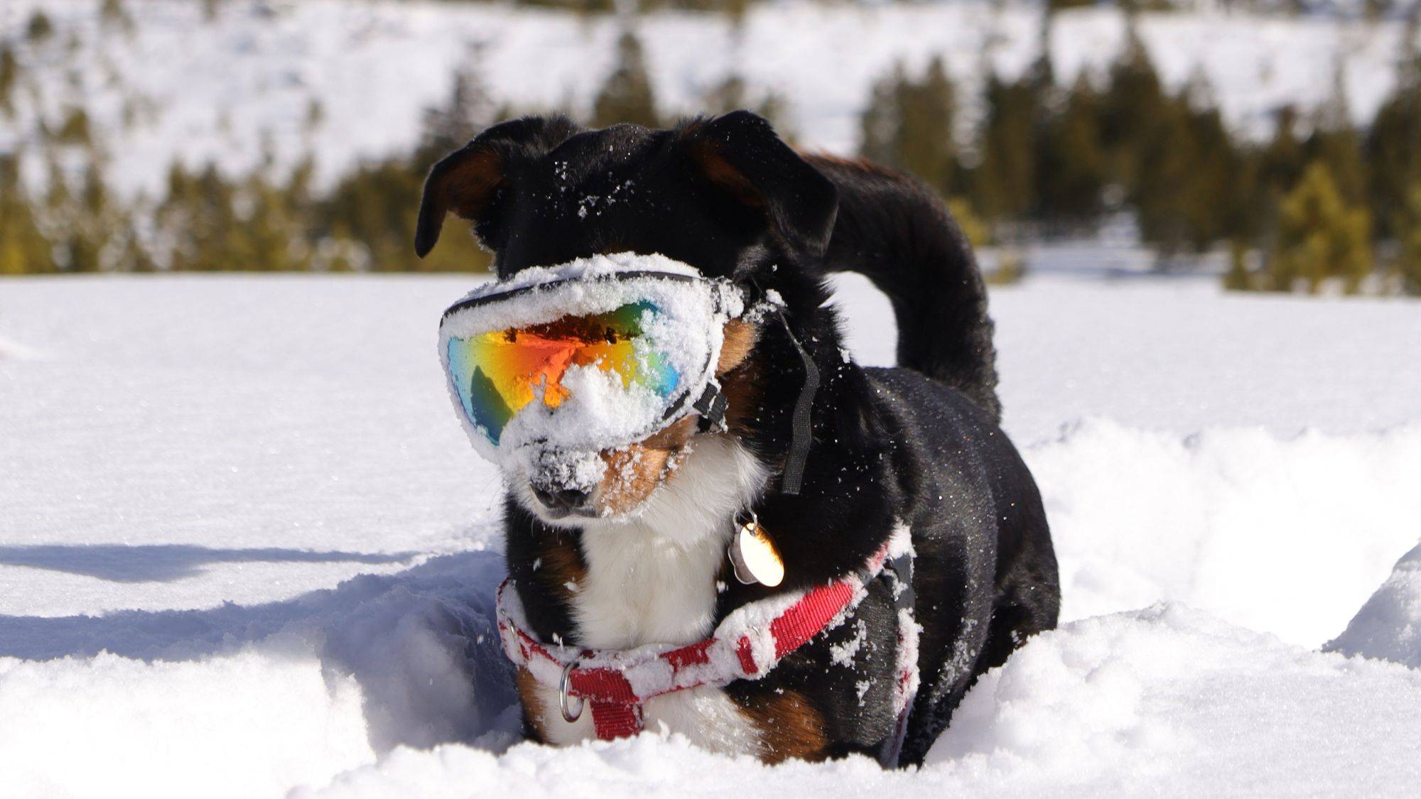 Dog in snow with goggles on