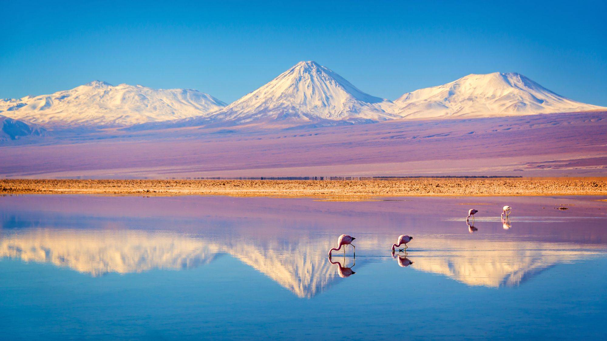Flamingos on a Lake with snow covered mountains in the background