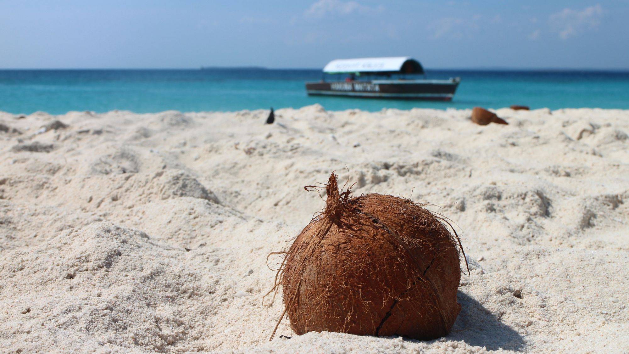 A coconut on the beach