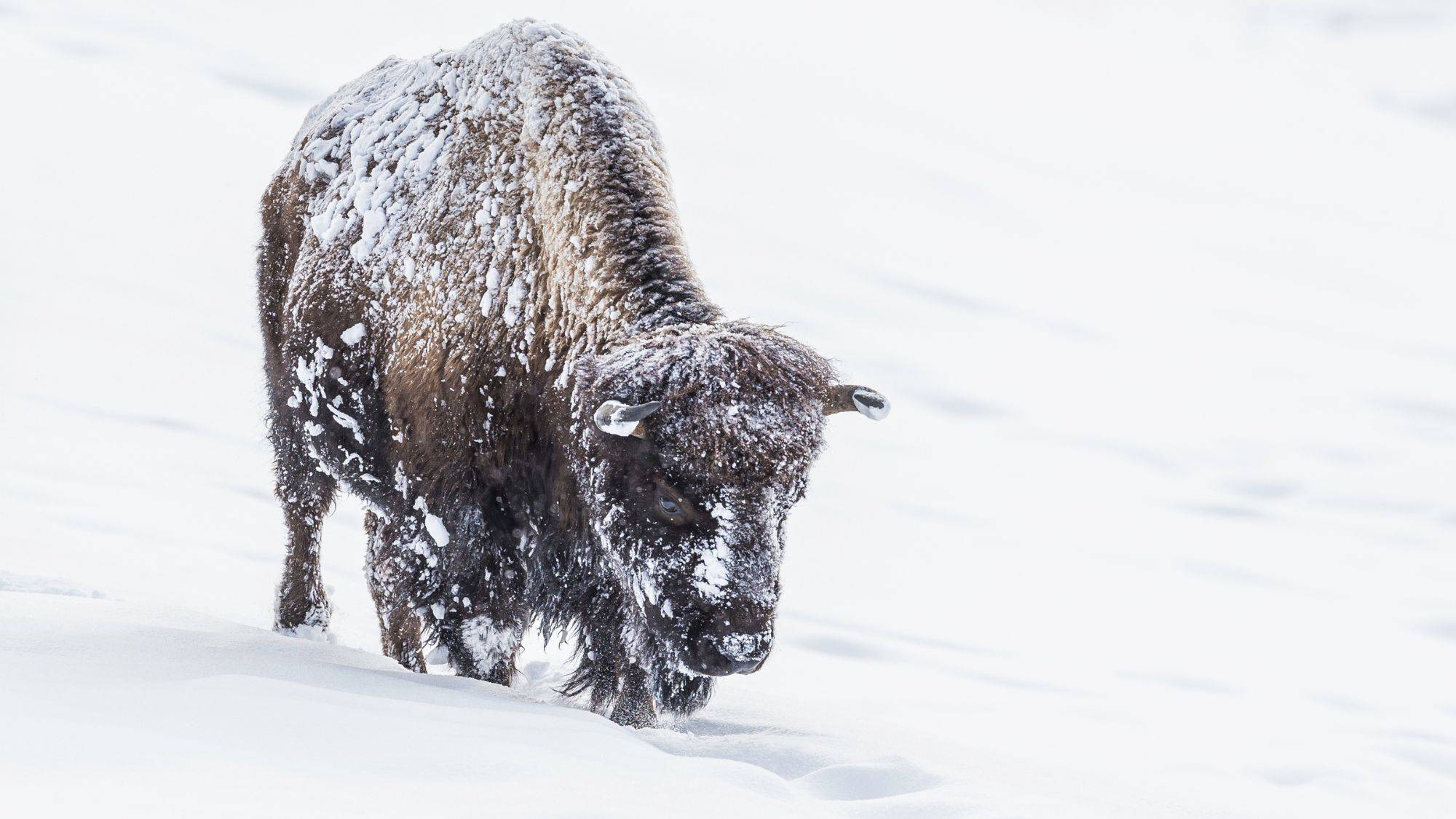 A snowy American Bison.