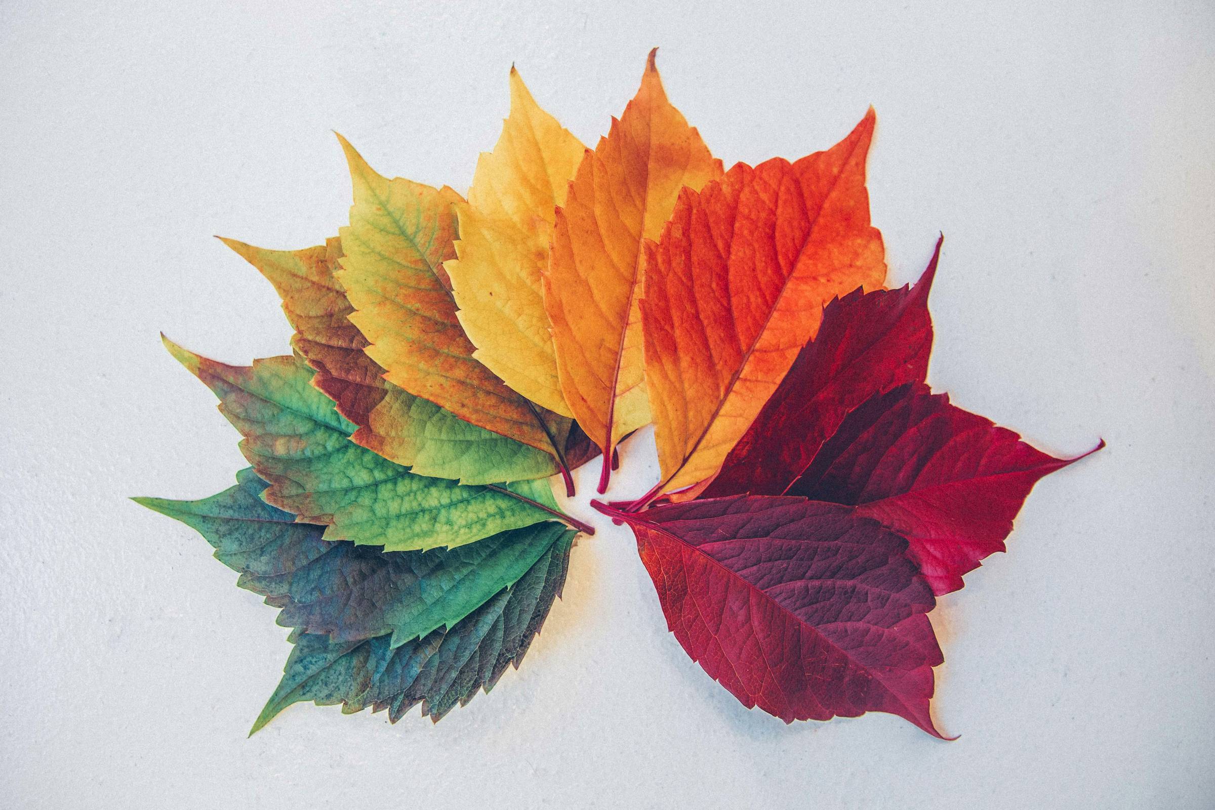 maple leaves of different colours according to seasons