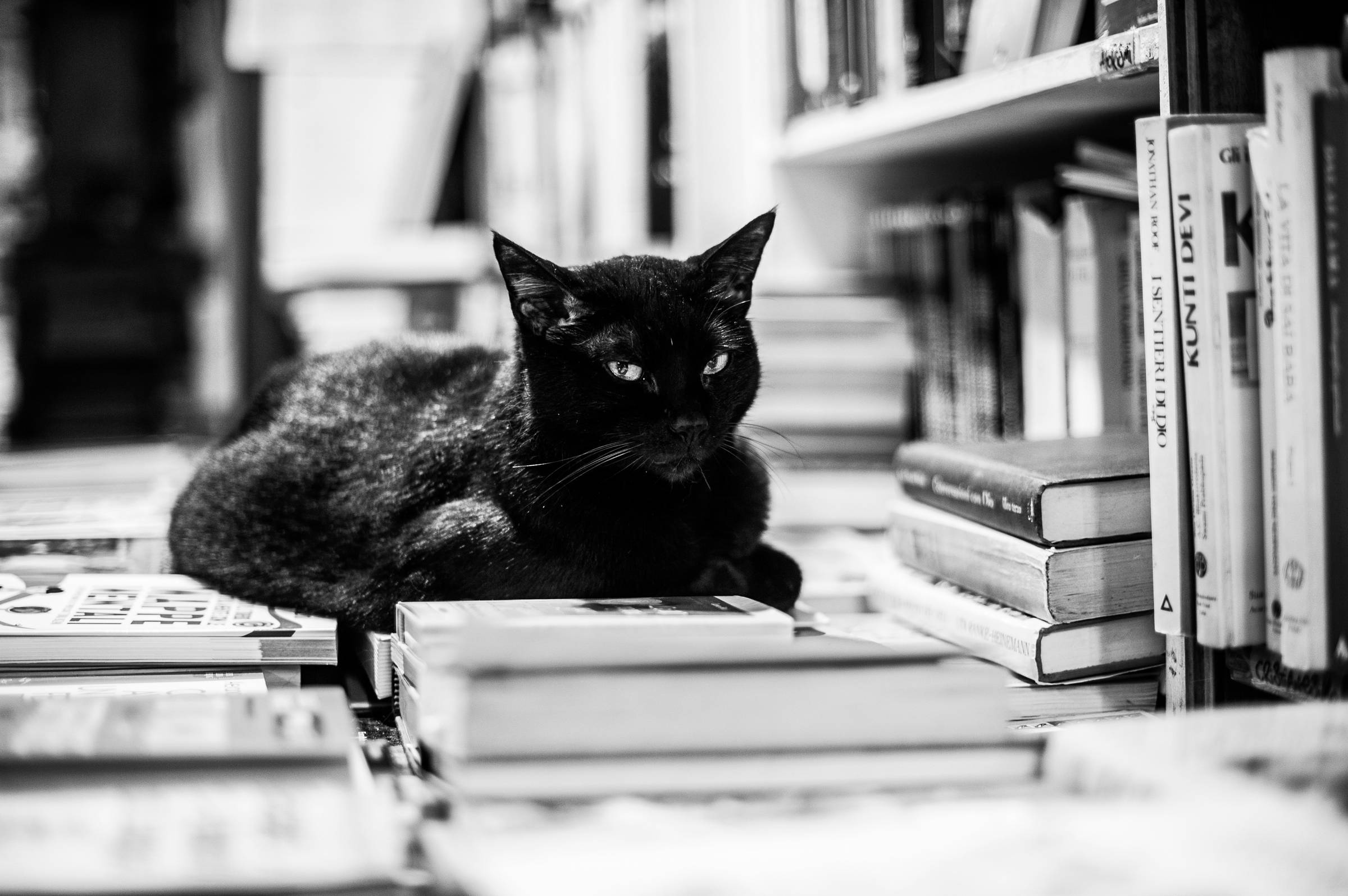grayscale photo of a cat on books