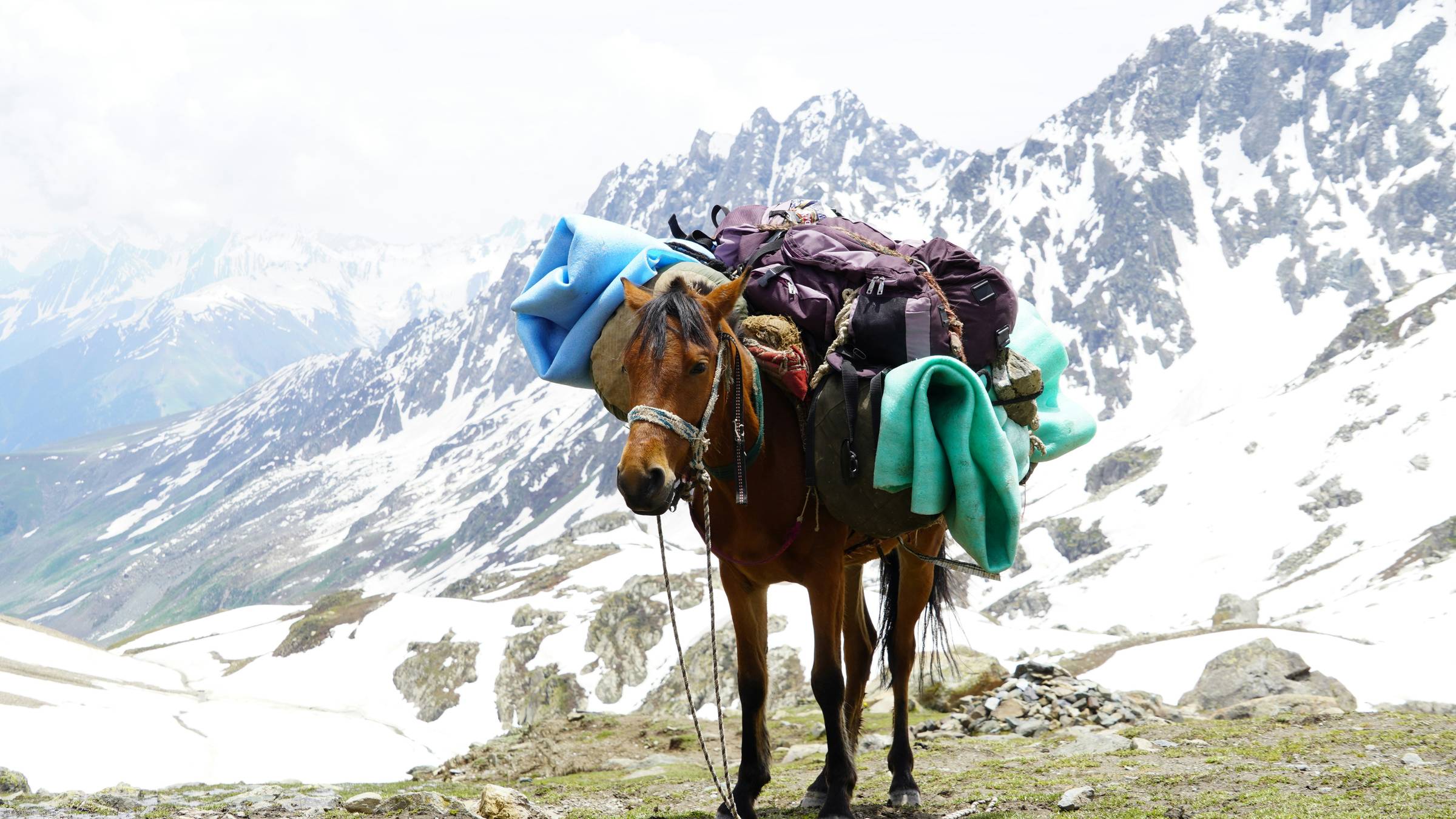  brown horse standing on top of a snow covered mountain carrying heavy weights