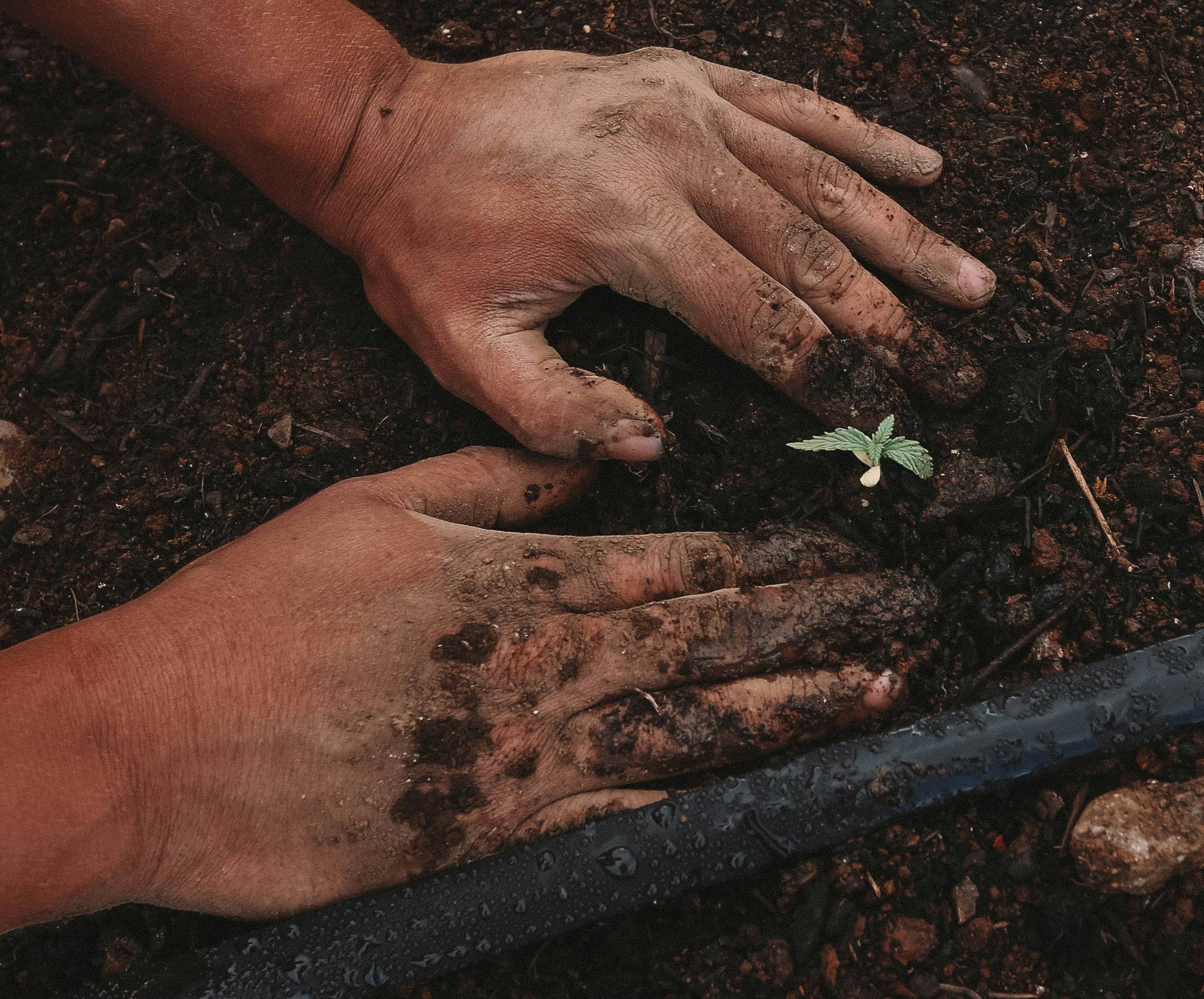 person's hands around a plant