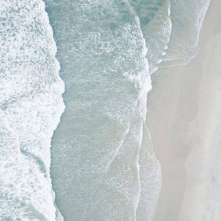 Moss-covered branches hang in a lush forest.