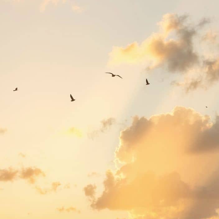 Moss-covered branches hang in a lush forest.