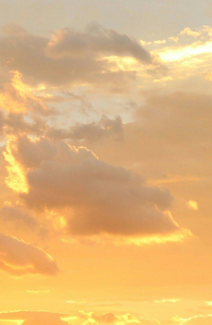 Moss hangs from tree branches.