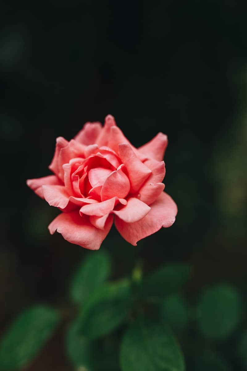 A single pink rose blooms in a garden.