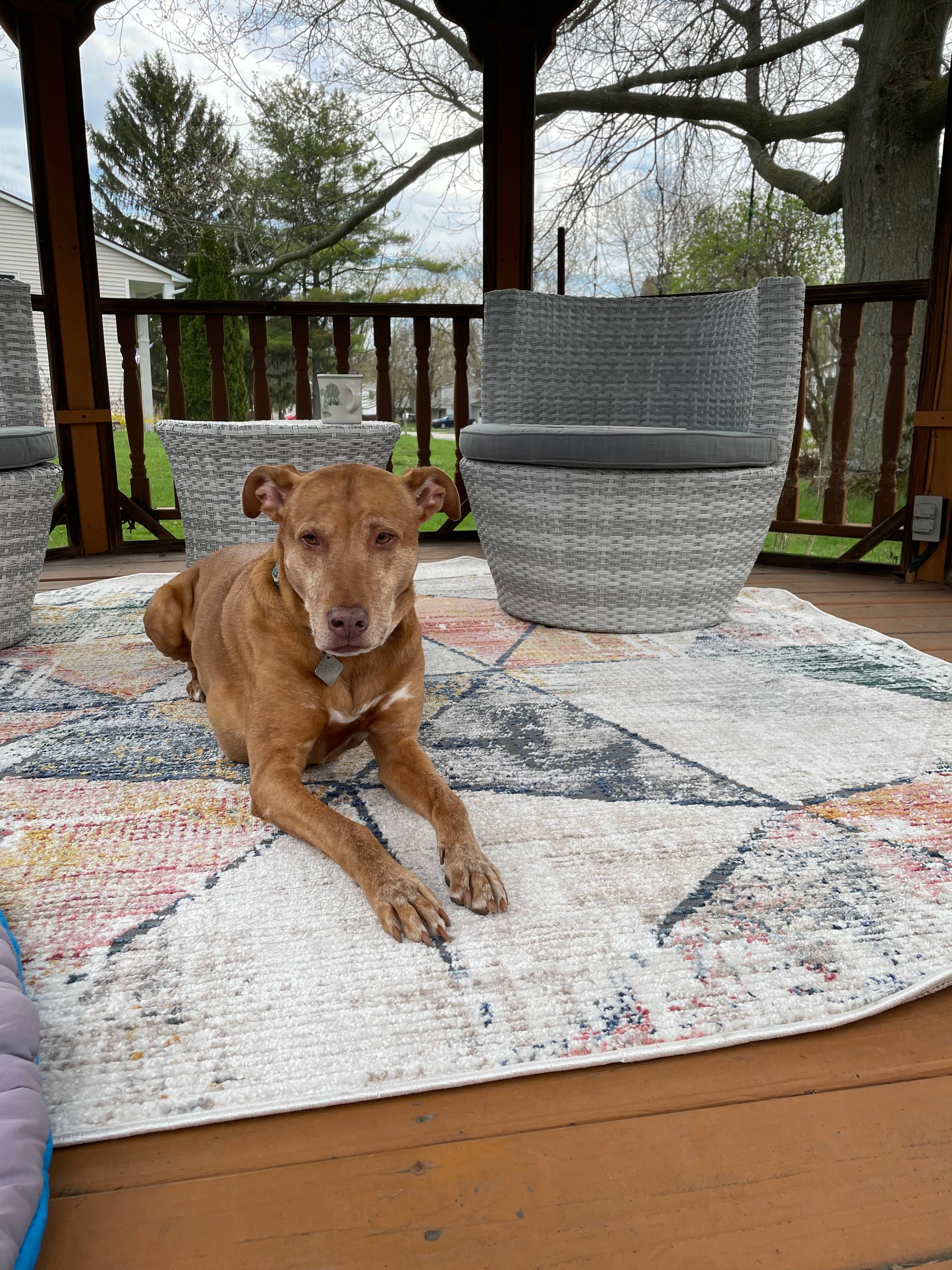 an orange dog sitting in a gazebo with two chairs behind him
