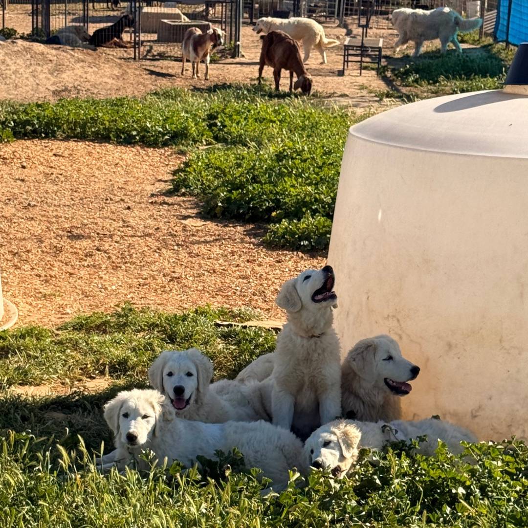 27fp81N35NBVsPdciZLobi This is what 4 months of socialization actually looks like